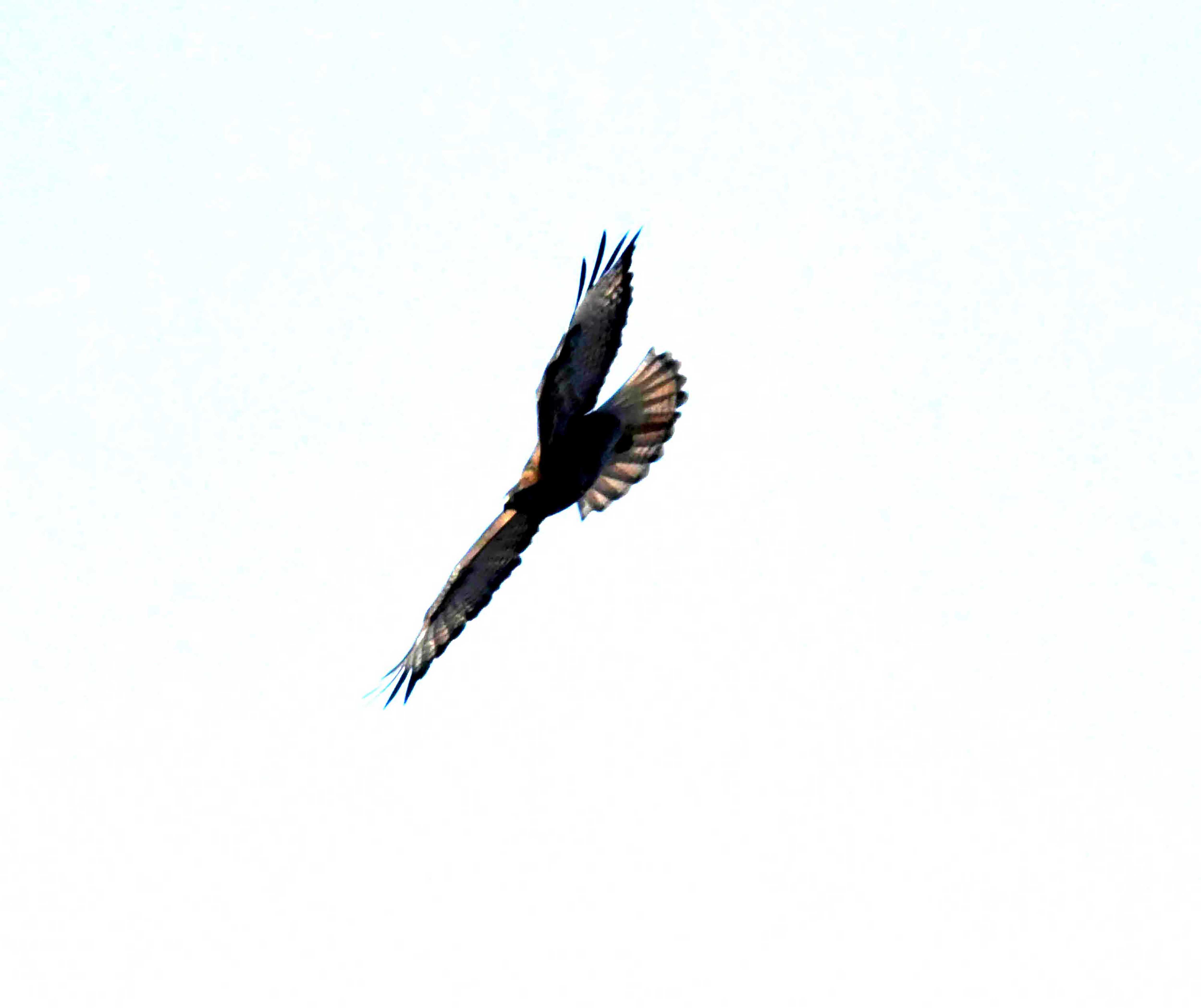 DSC_0868.JPG