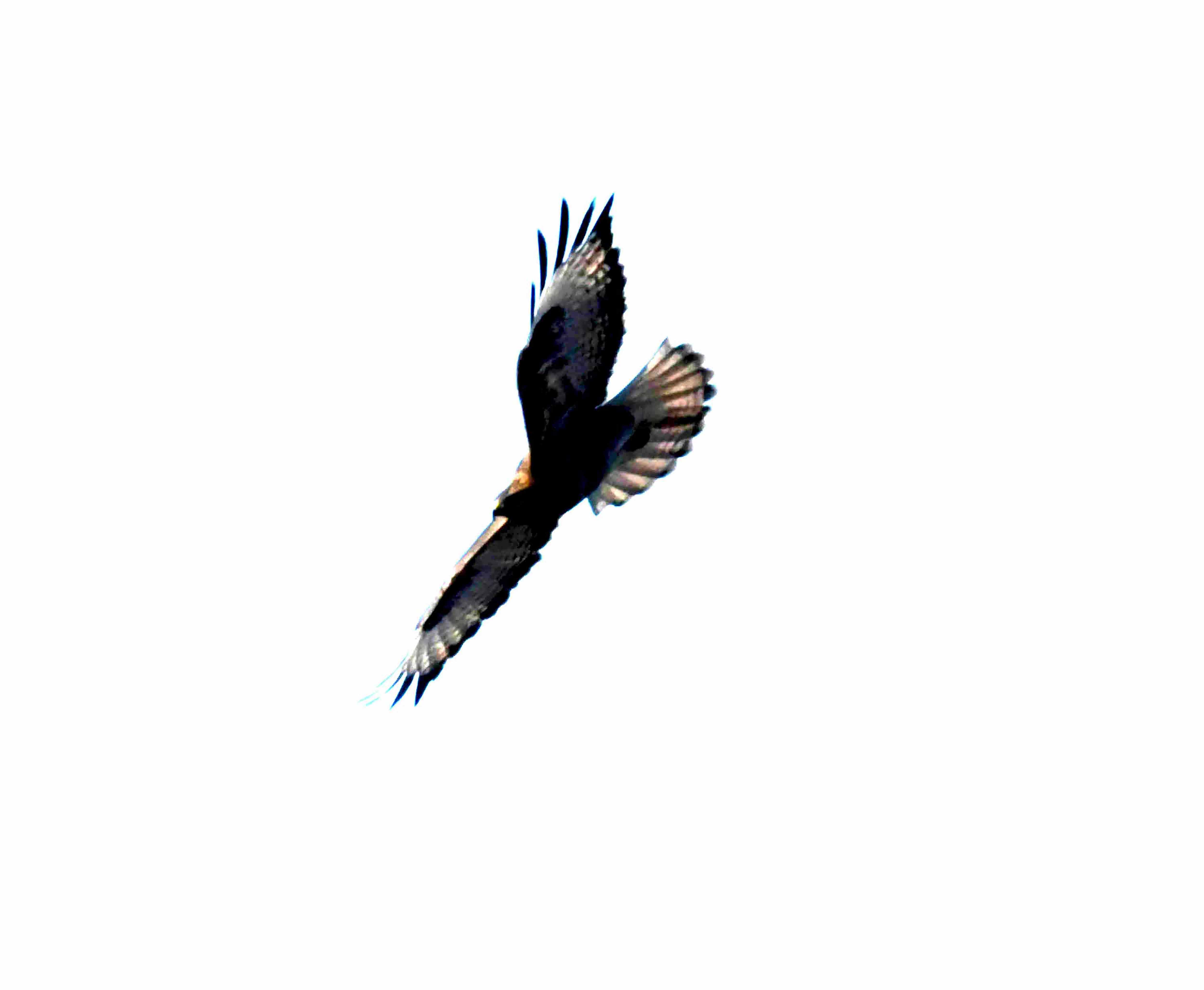 DSC_0869.JPG