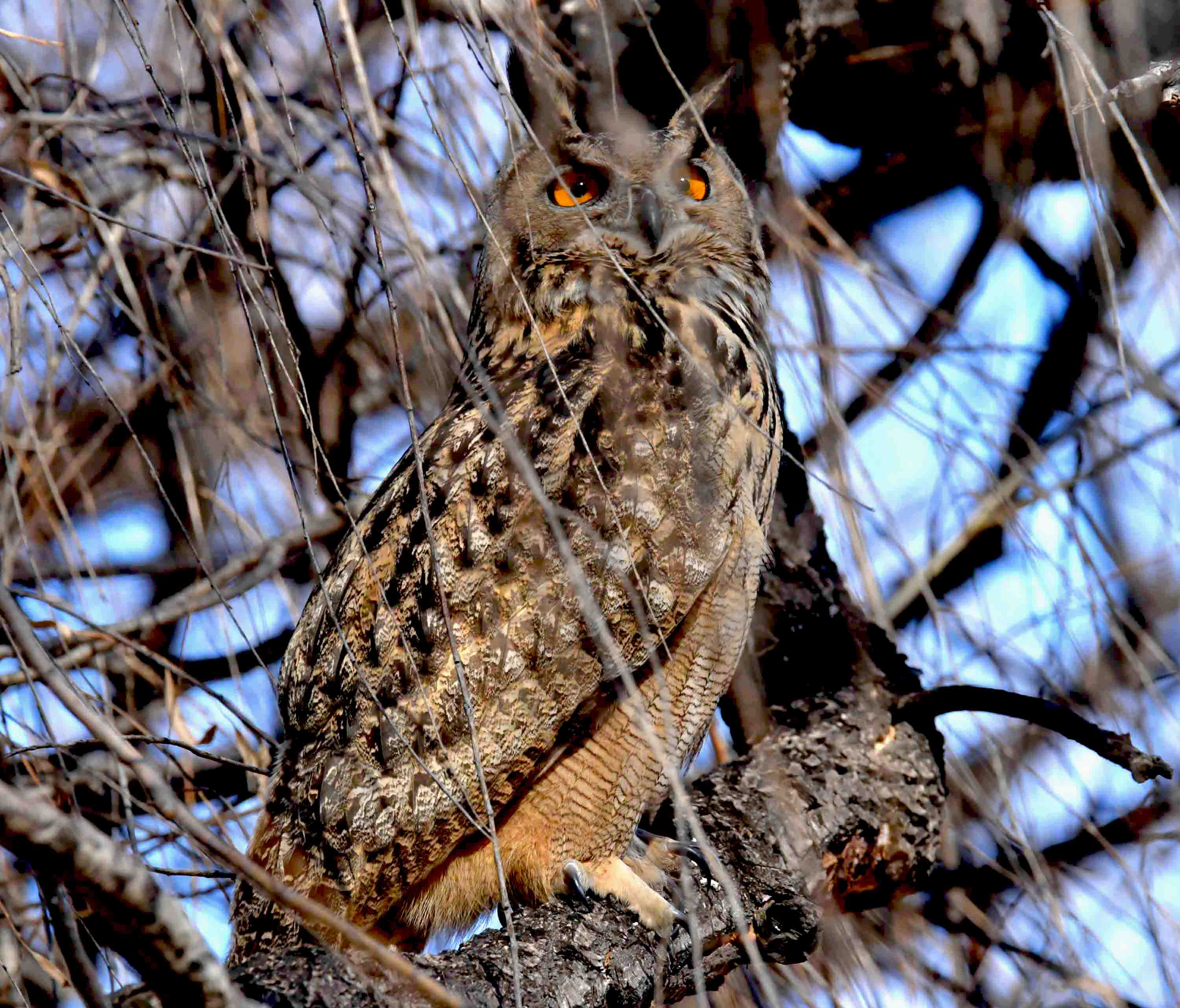 DSC_6076.JPG