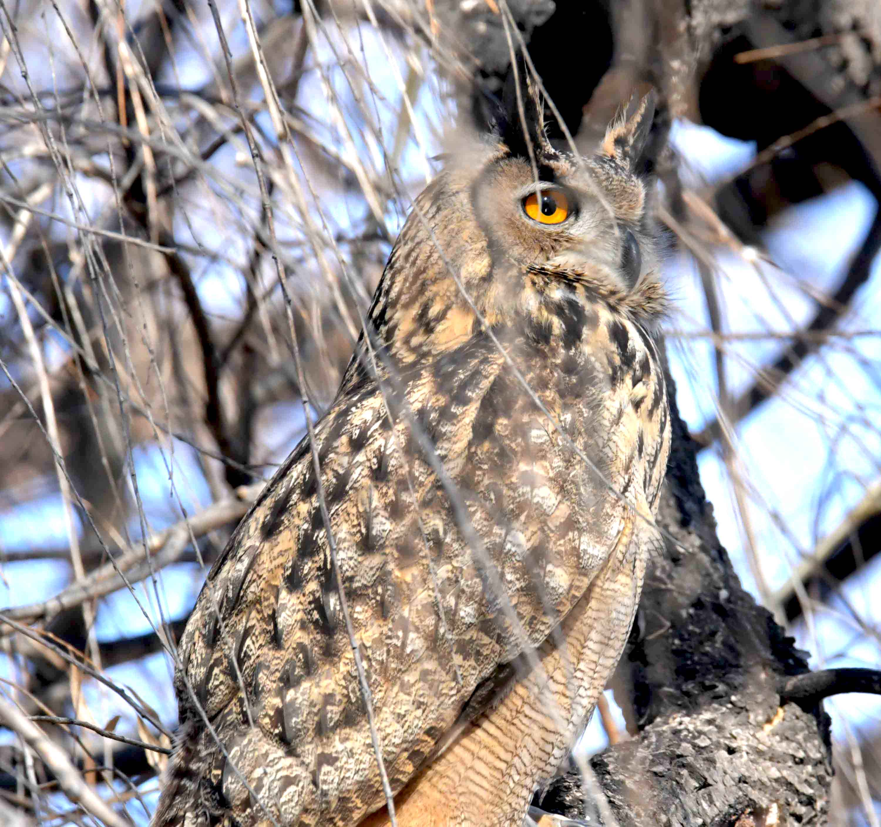 DSC_6074.JPG