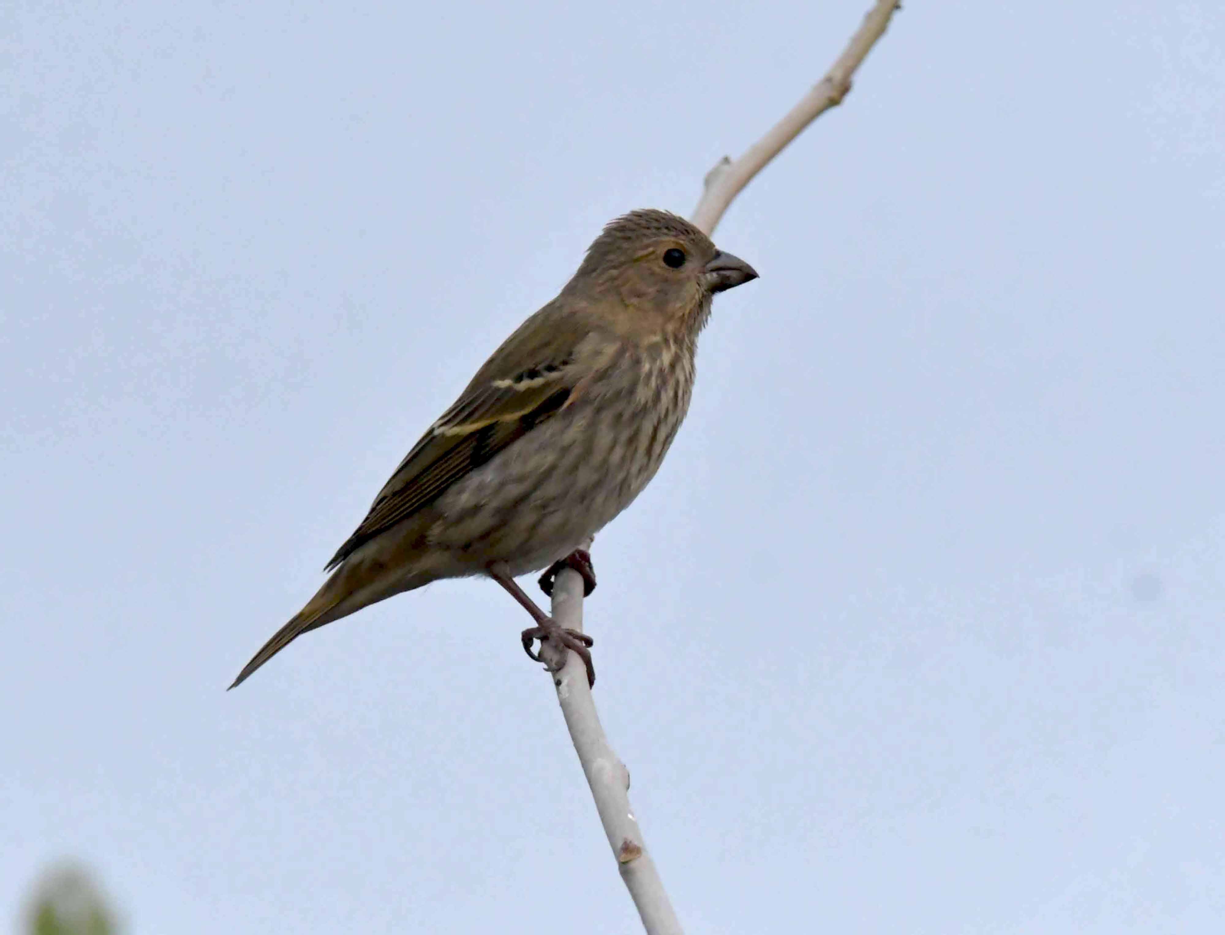 DSC_7634.JPG