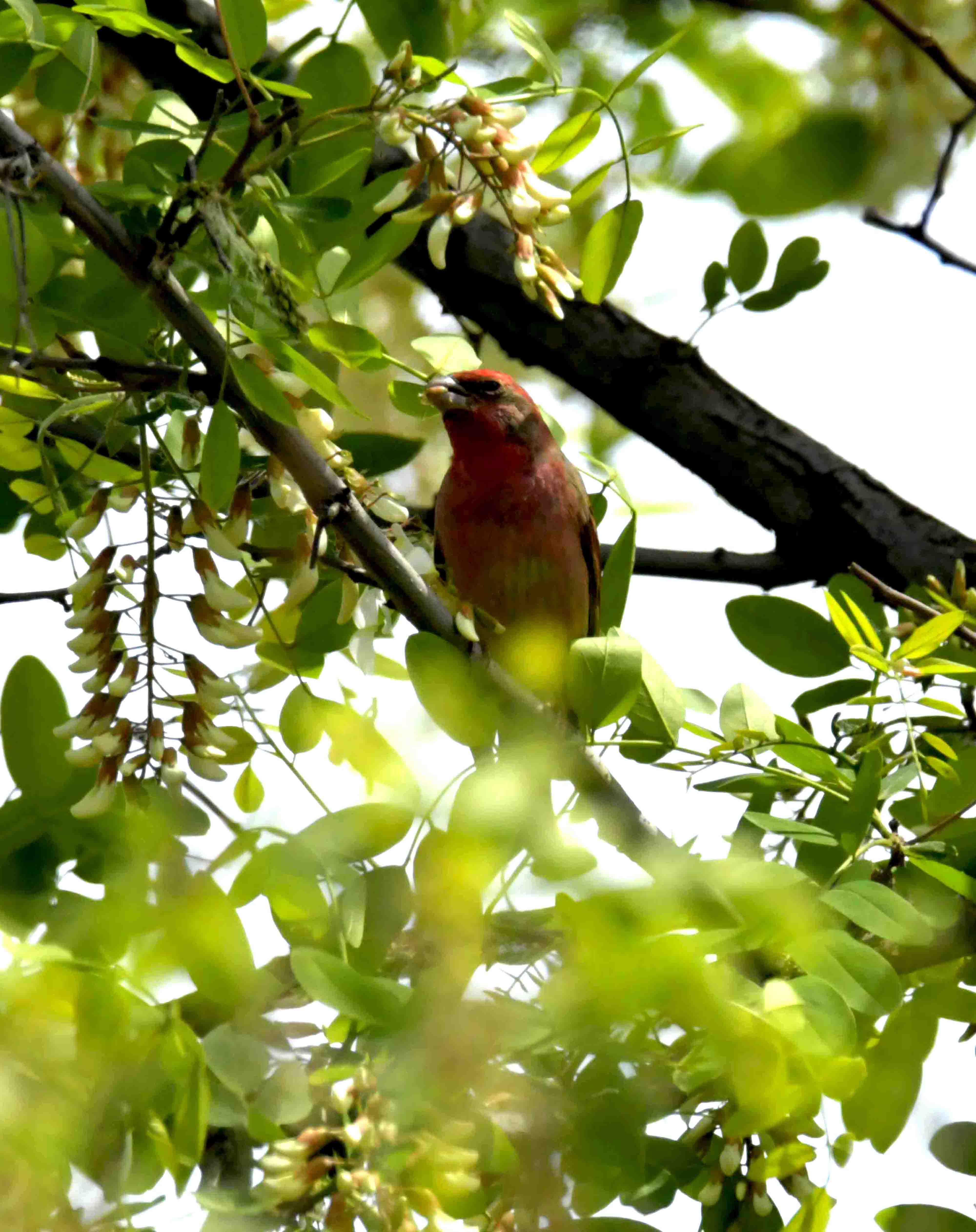 DSC_8332.JPG