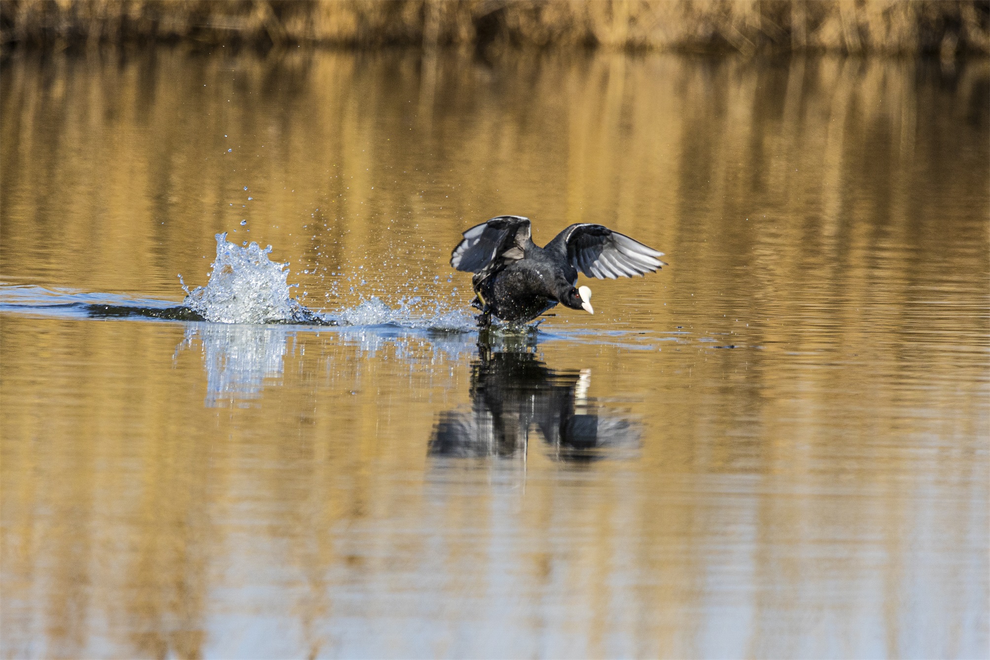 1K3A2122 ����1.jpg