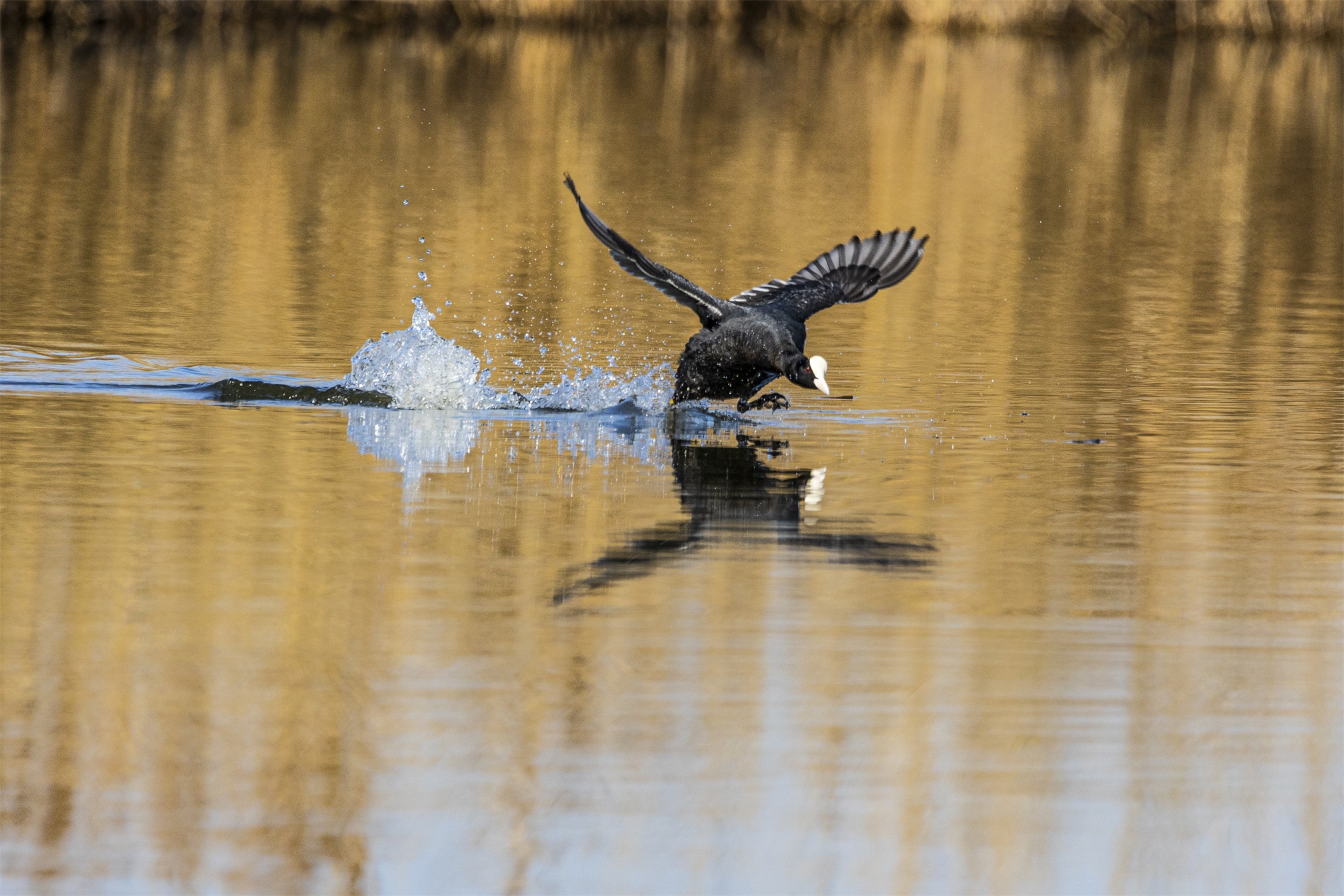 1K3A2121 ����1.jpg