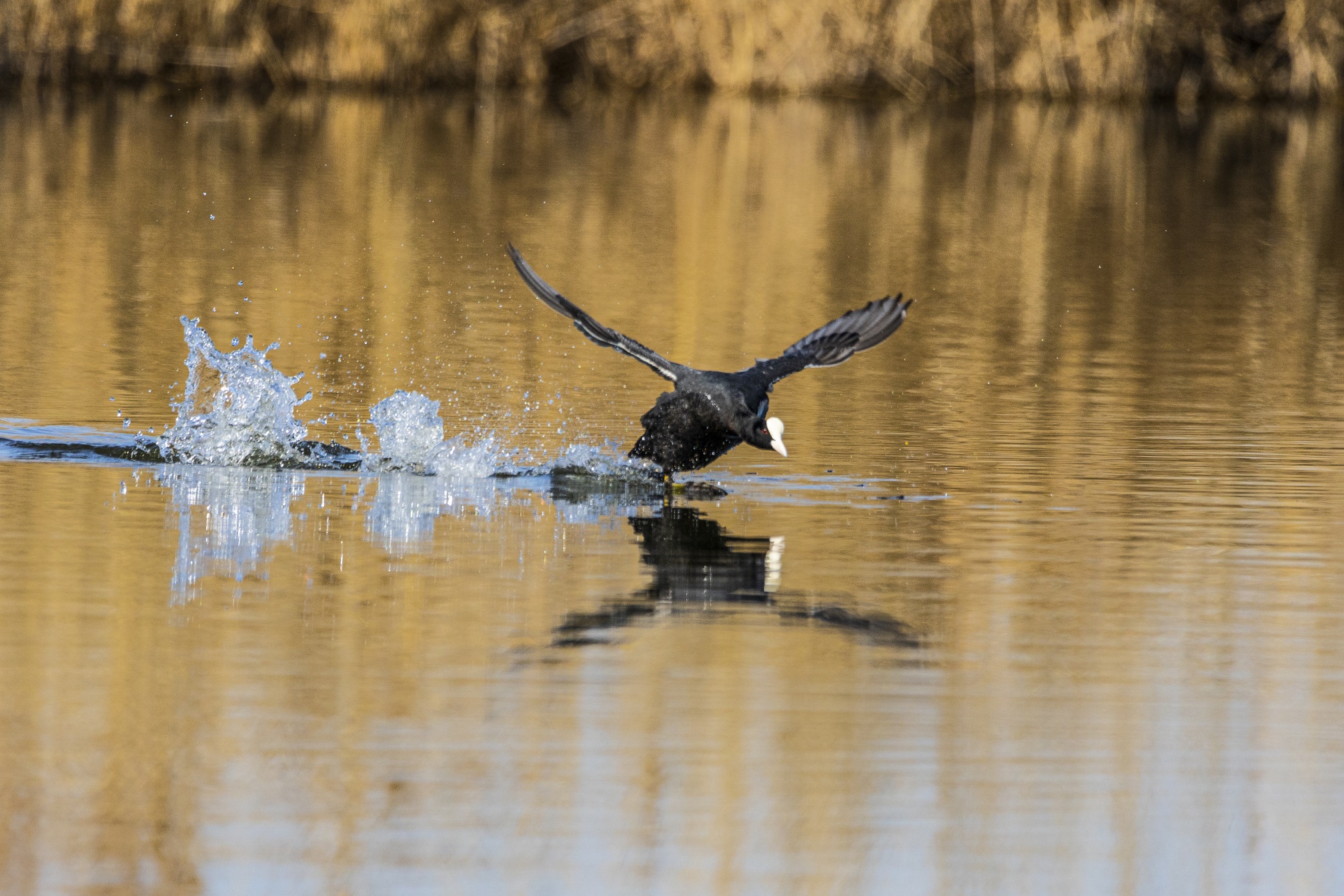 1K3A2123 ����1.jpg