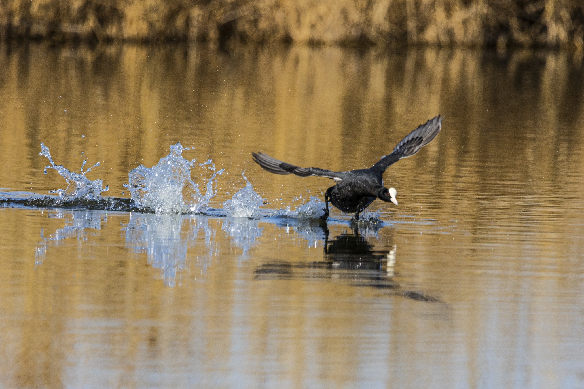 1K3A2125 ����1.jpg