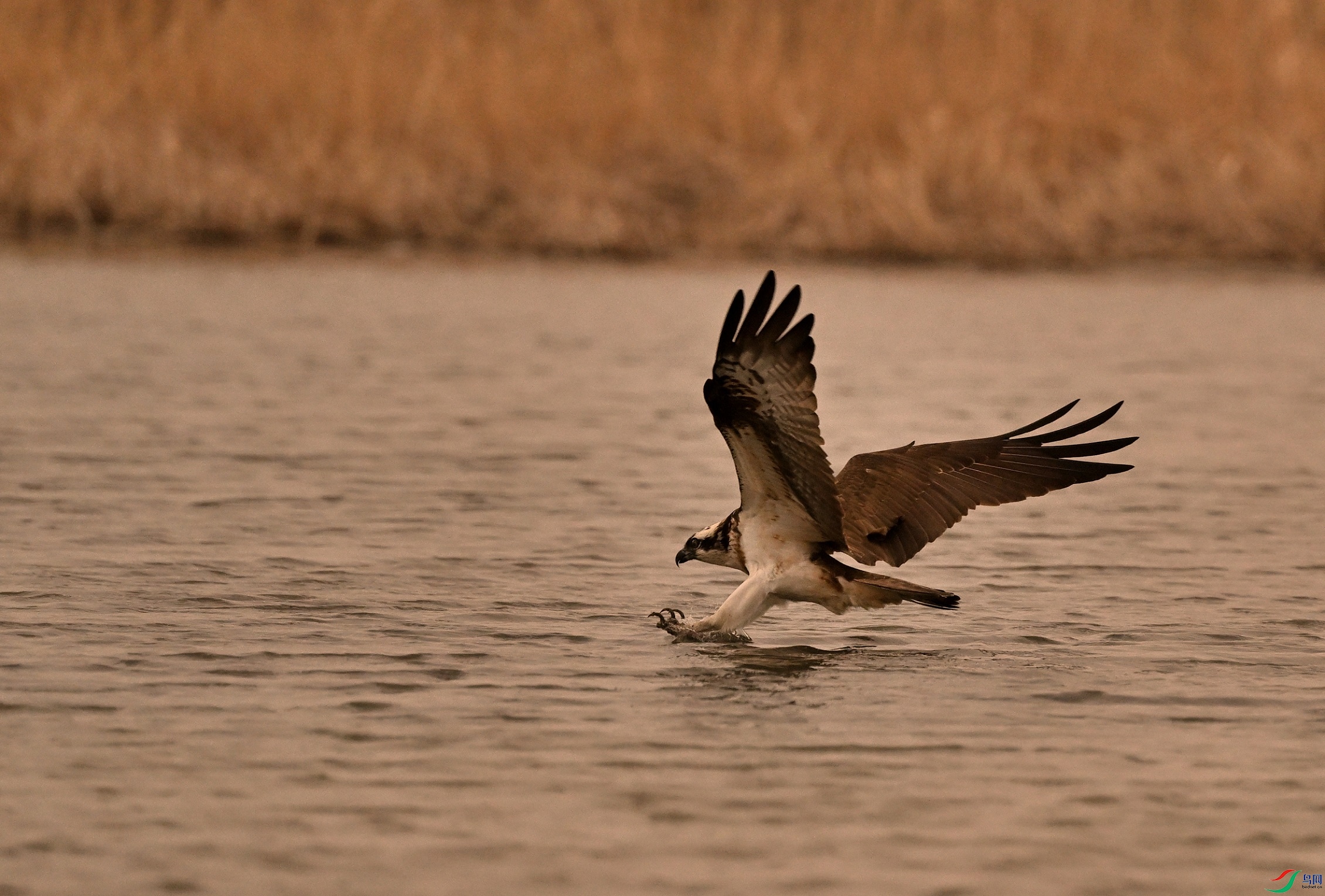 DSC_6590_01.JPG
