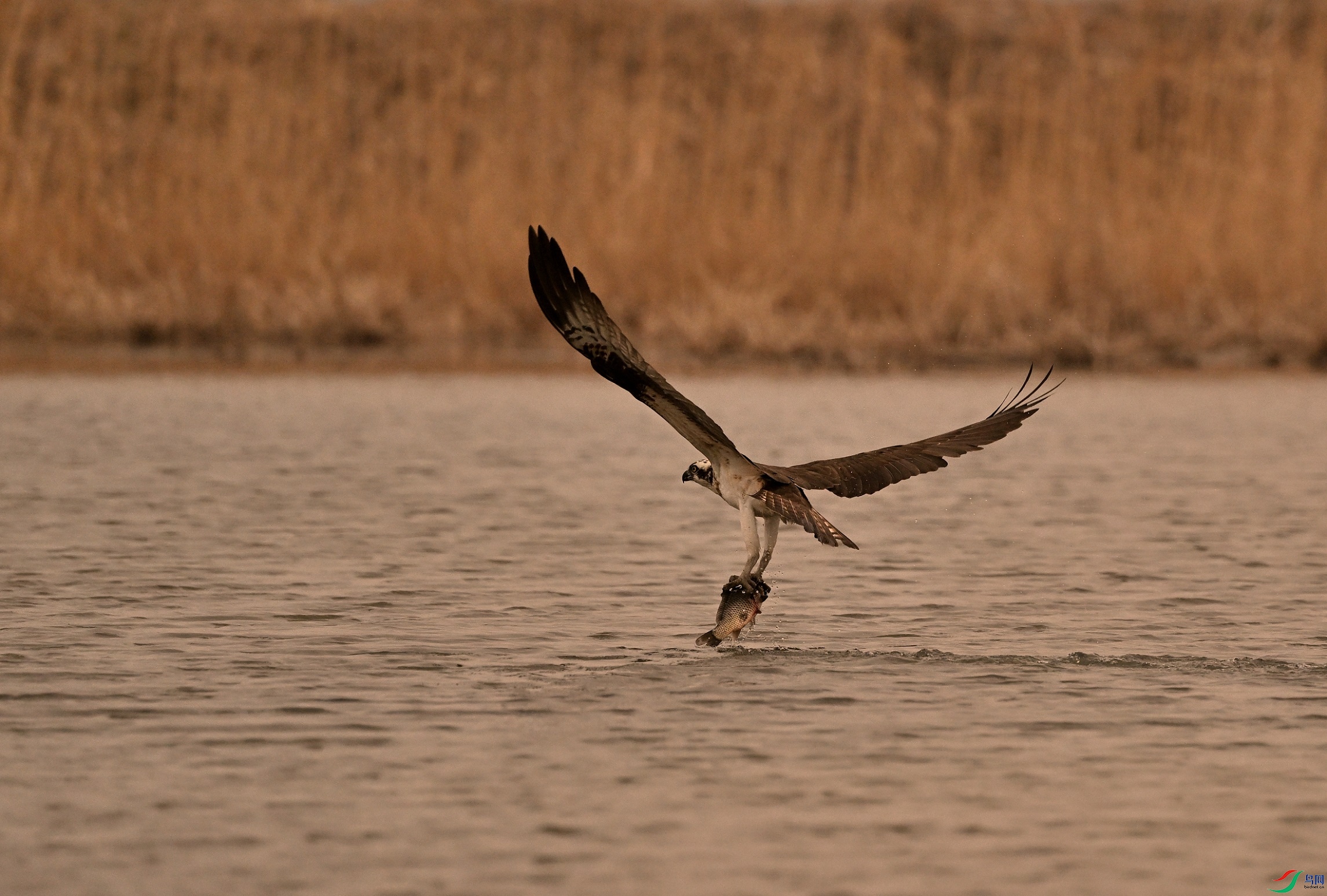 DSC_6610_01.JPG