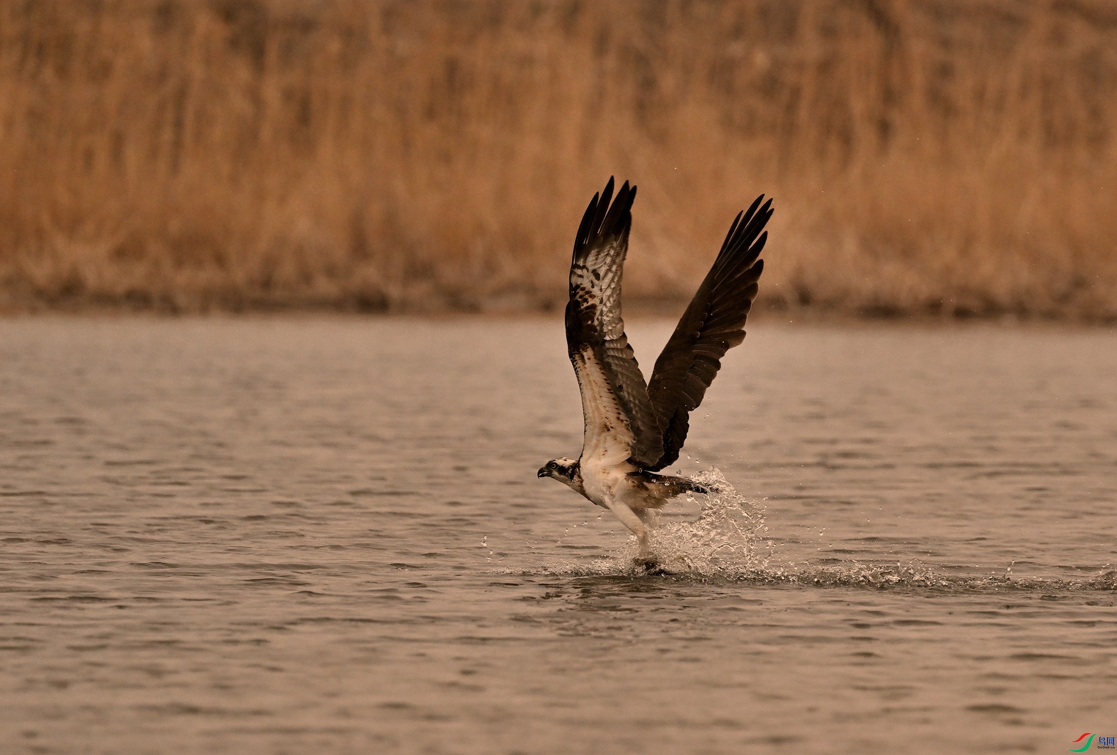 DSC_6602_01.JPG