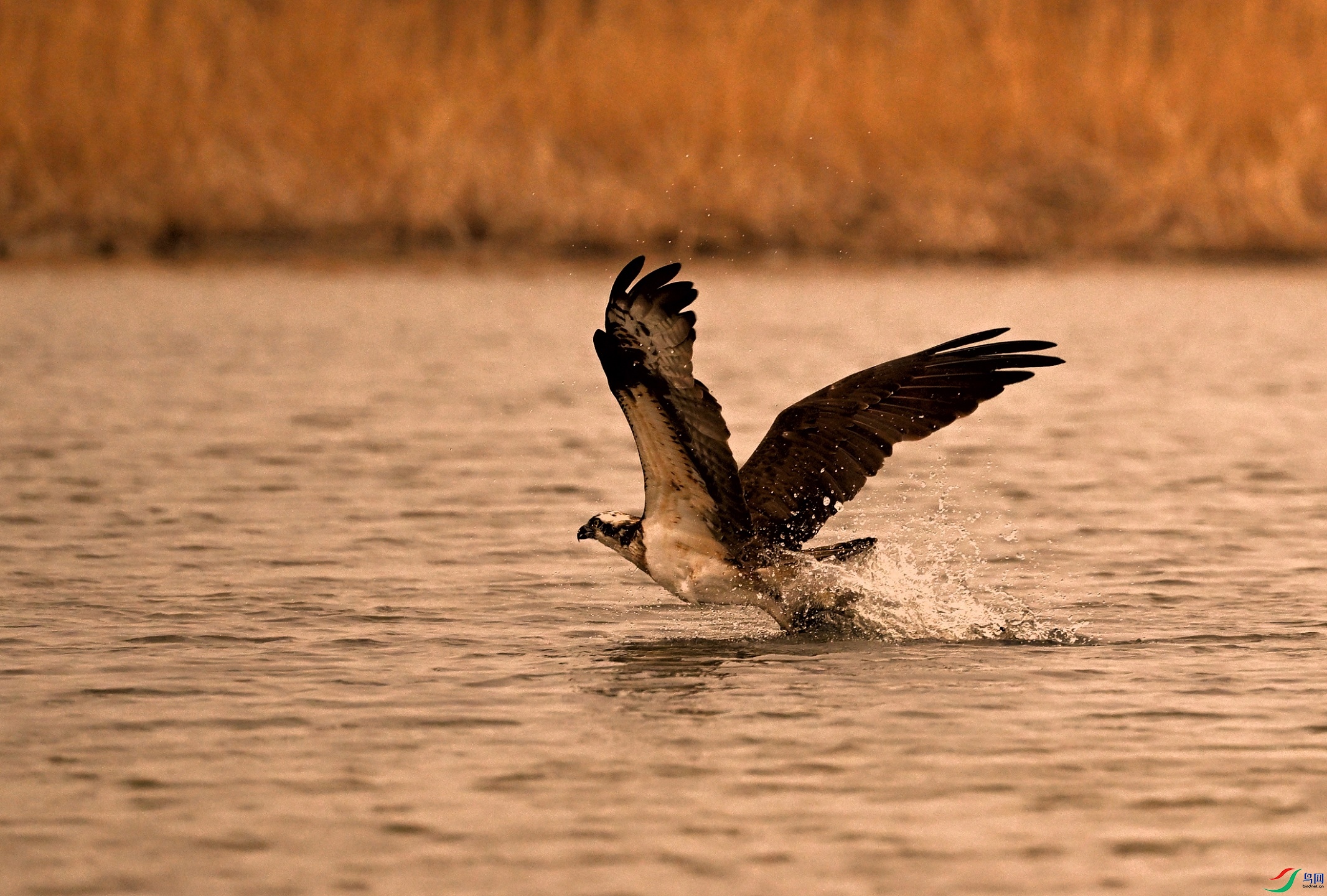 DSC_6594_01.JPG