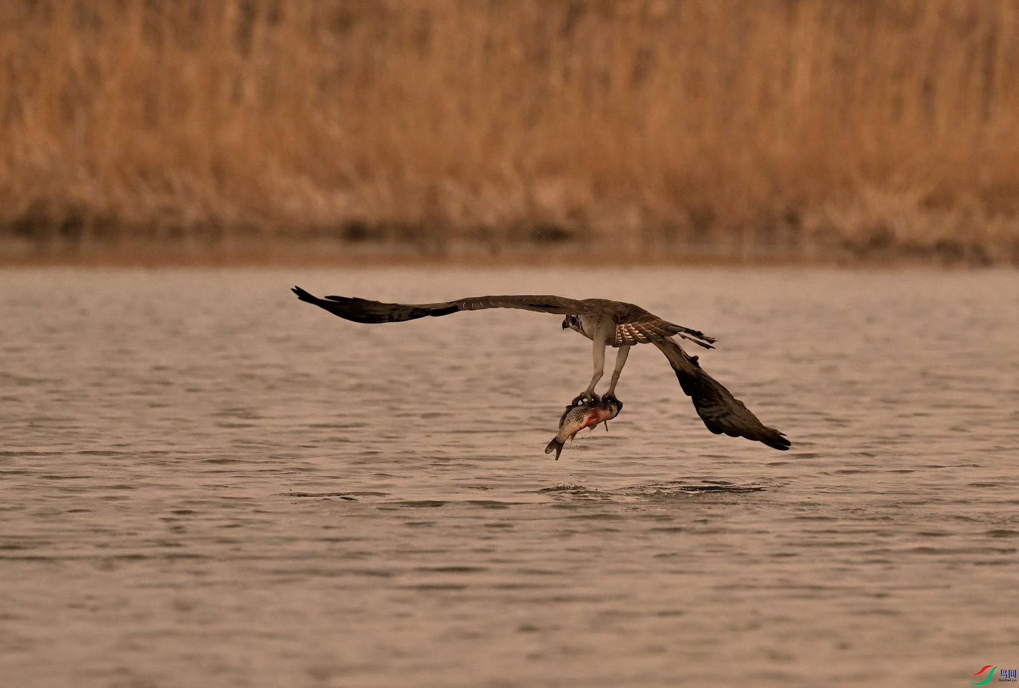 DSC_6615_01.JPG
