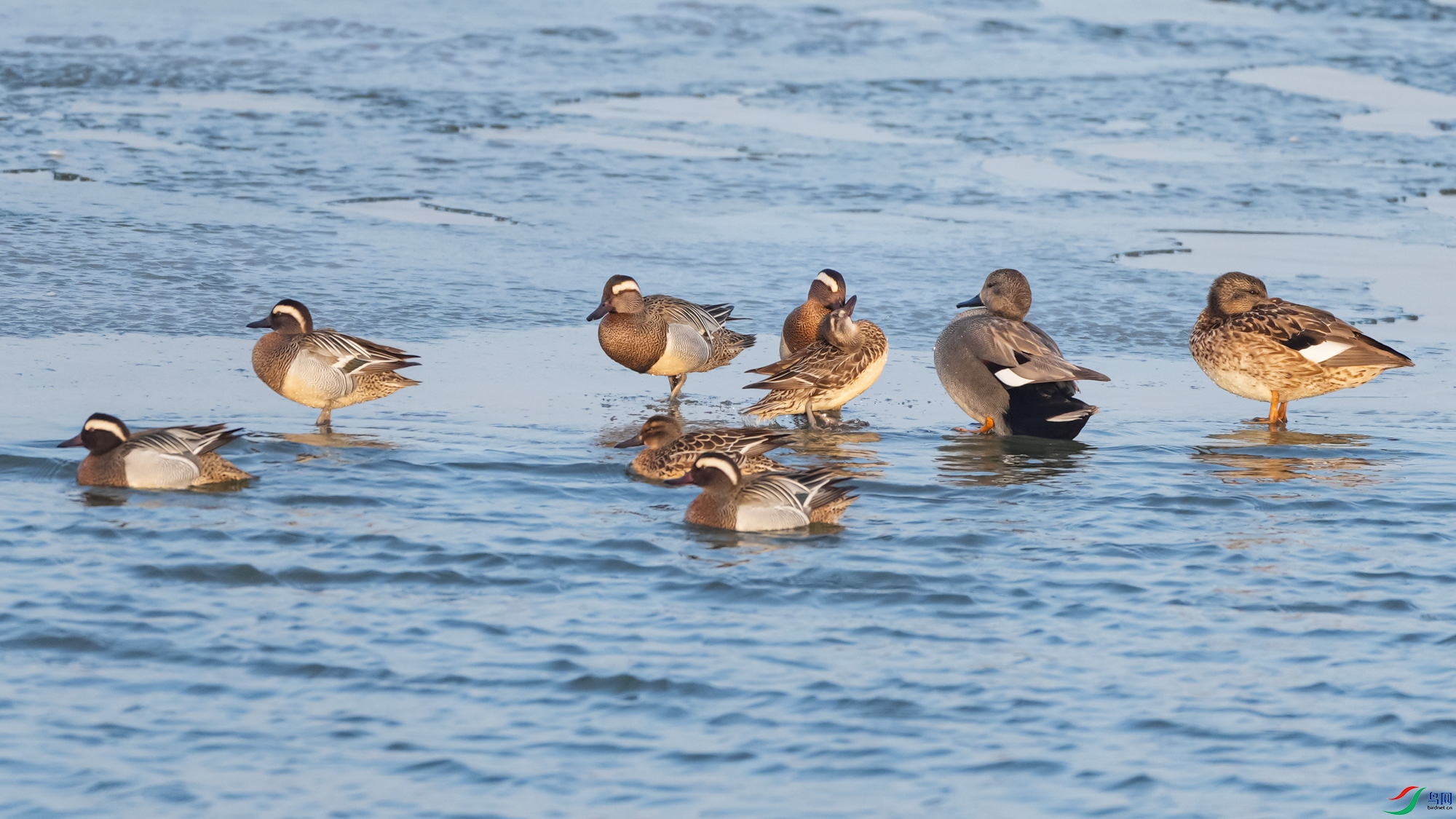 ��üѼ����;�罻