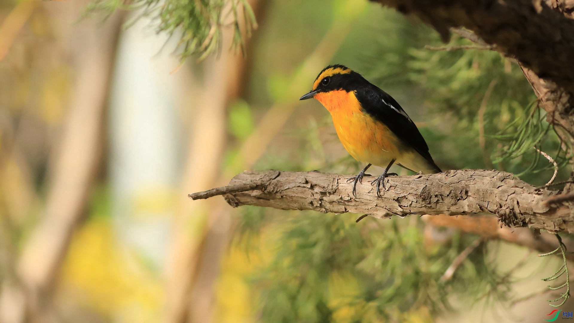 ��ü���l֮һ