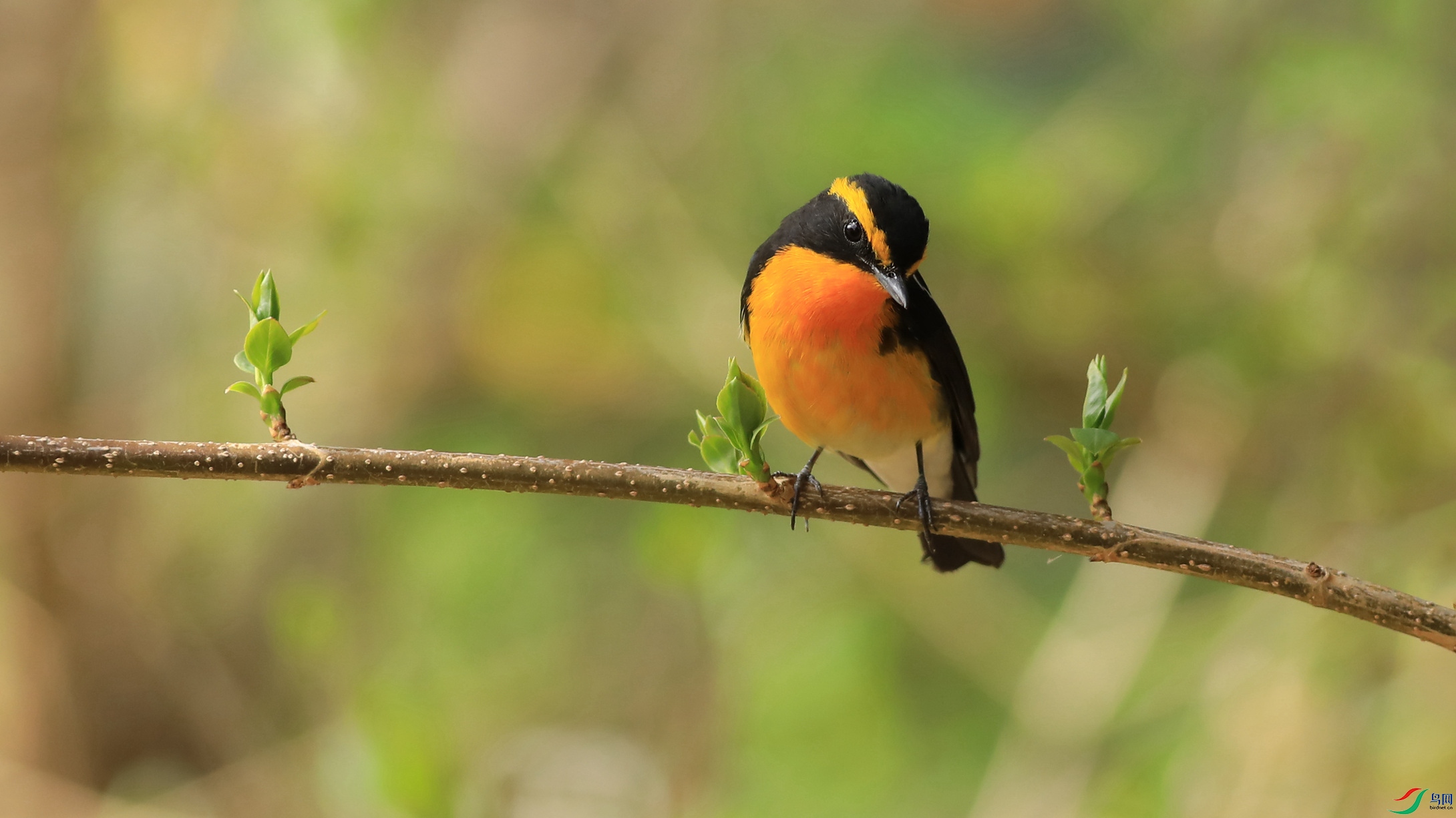 ��ü���l֮��