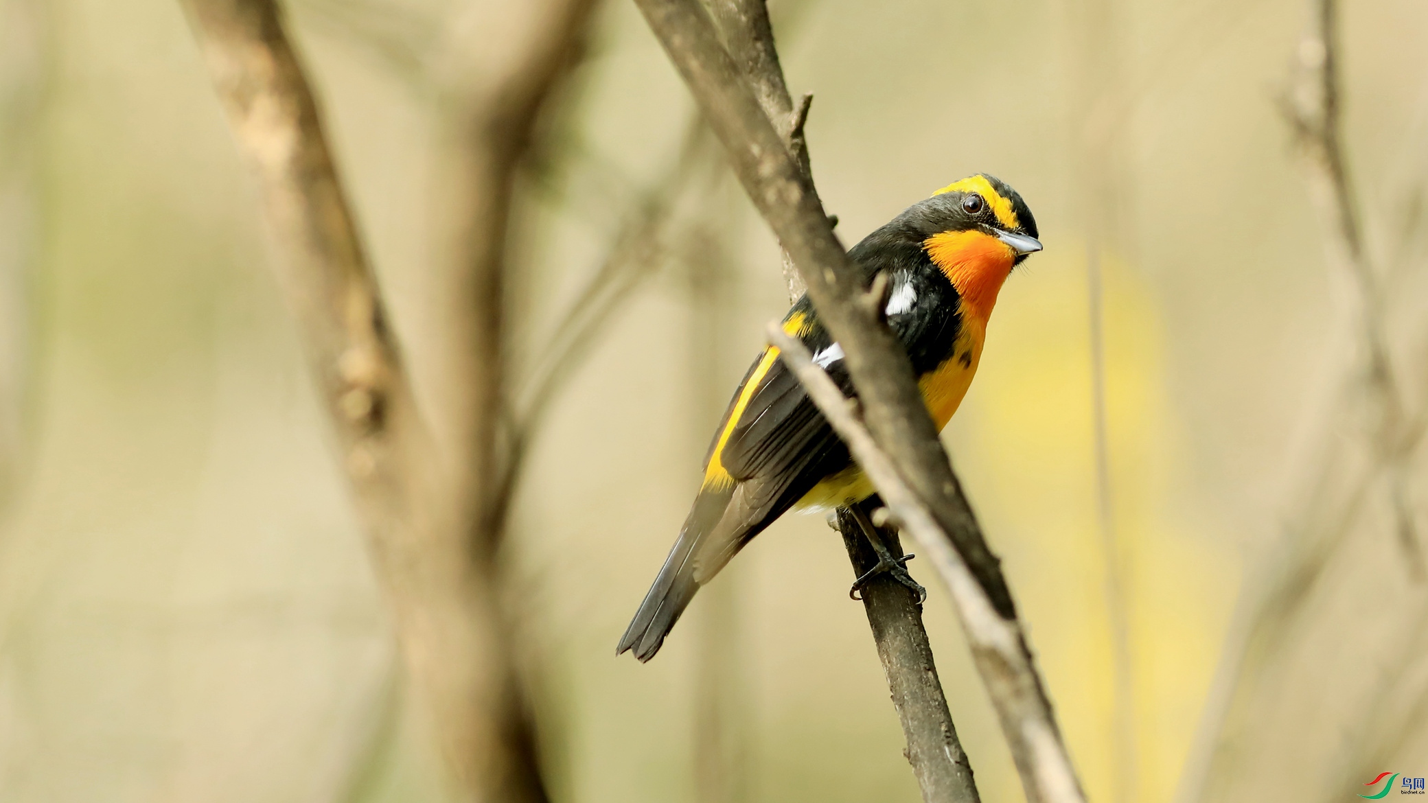 ��ü���l֮��