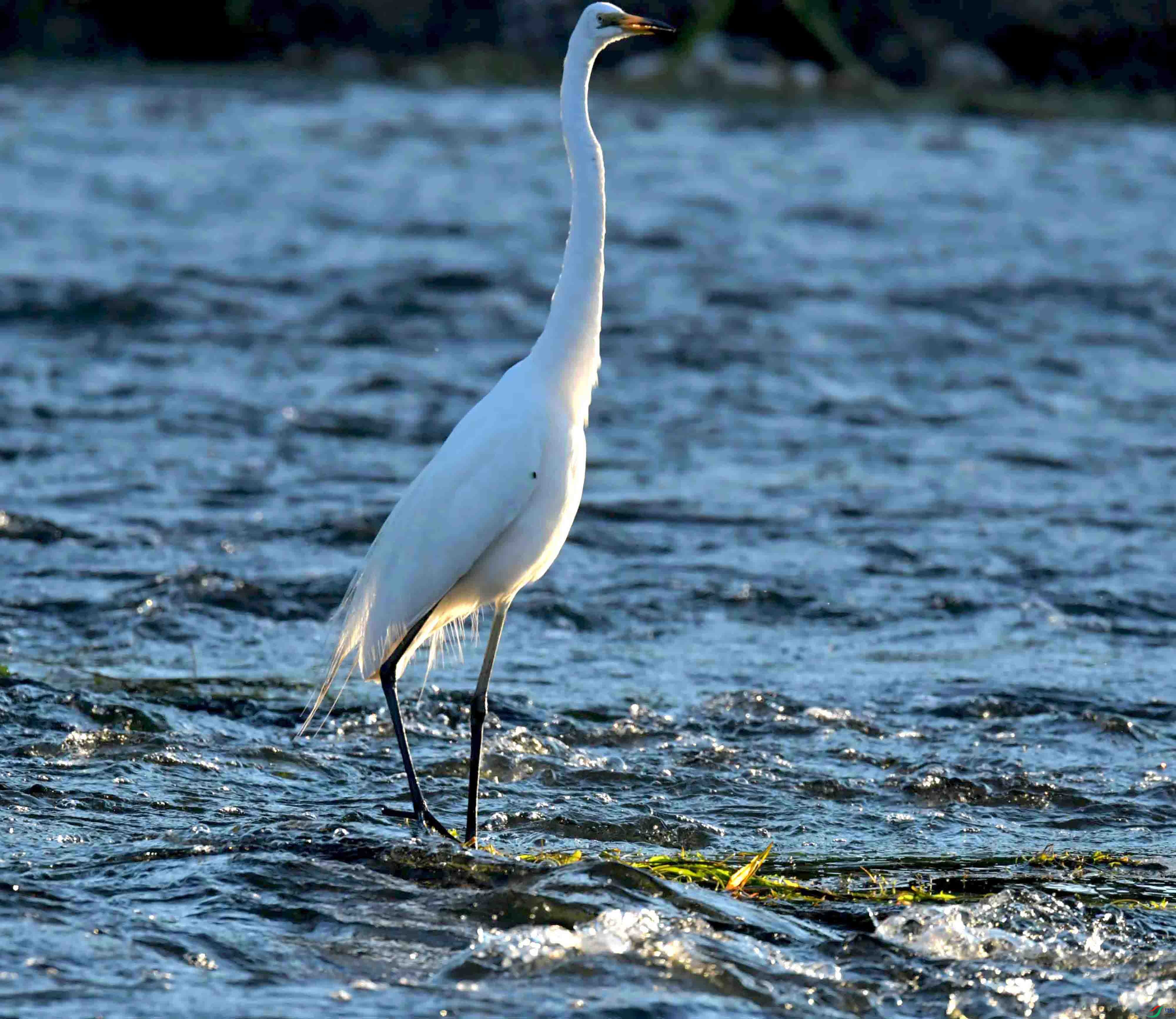 DSC_2315.JPG