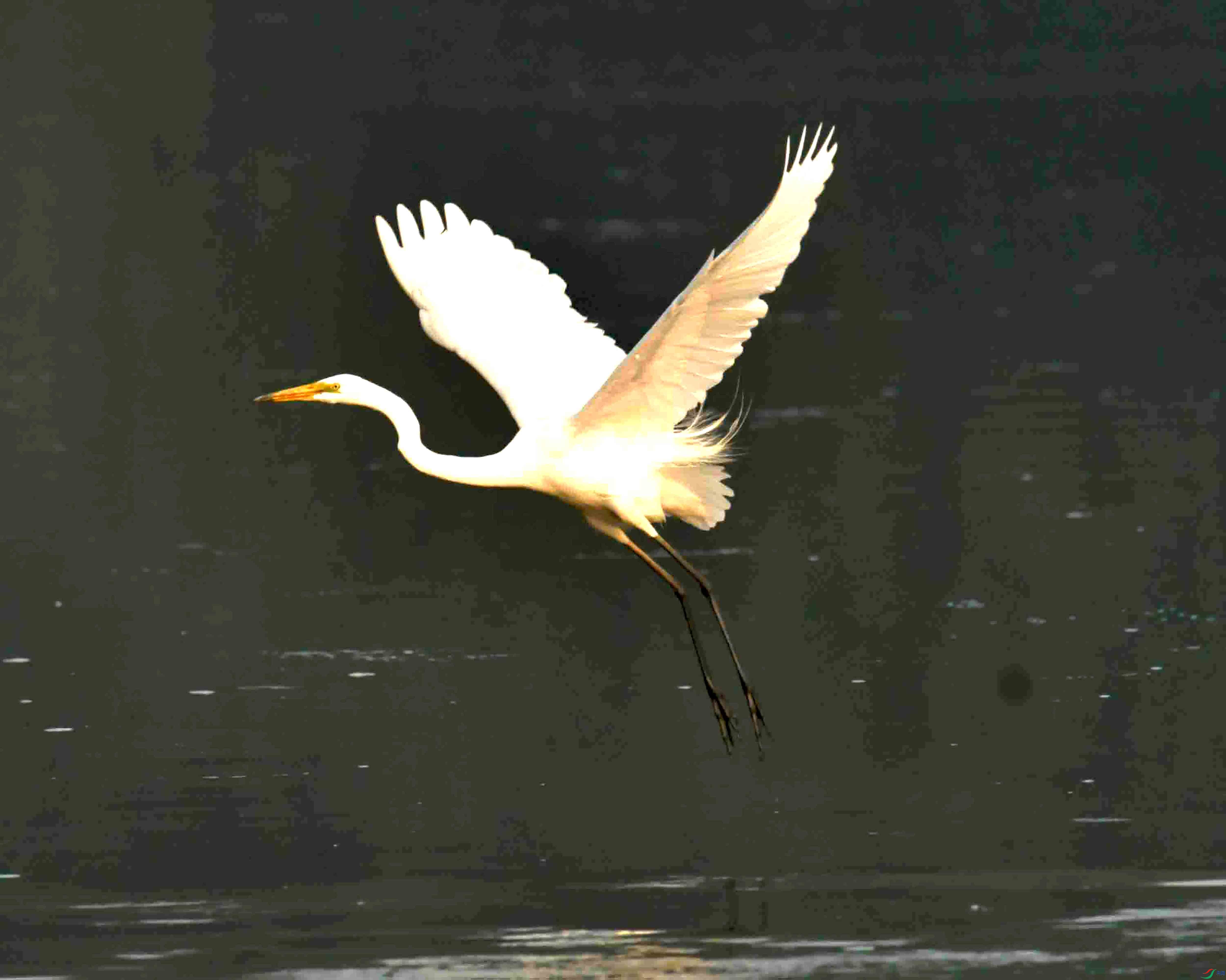 DSC_2332.JPG