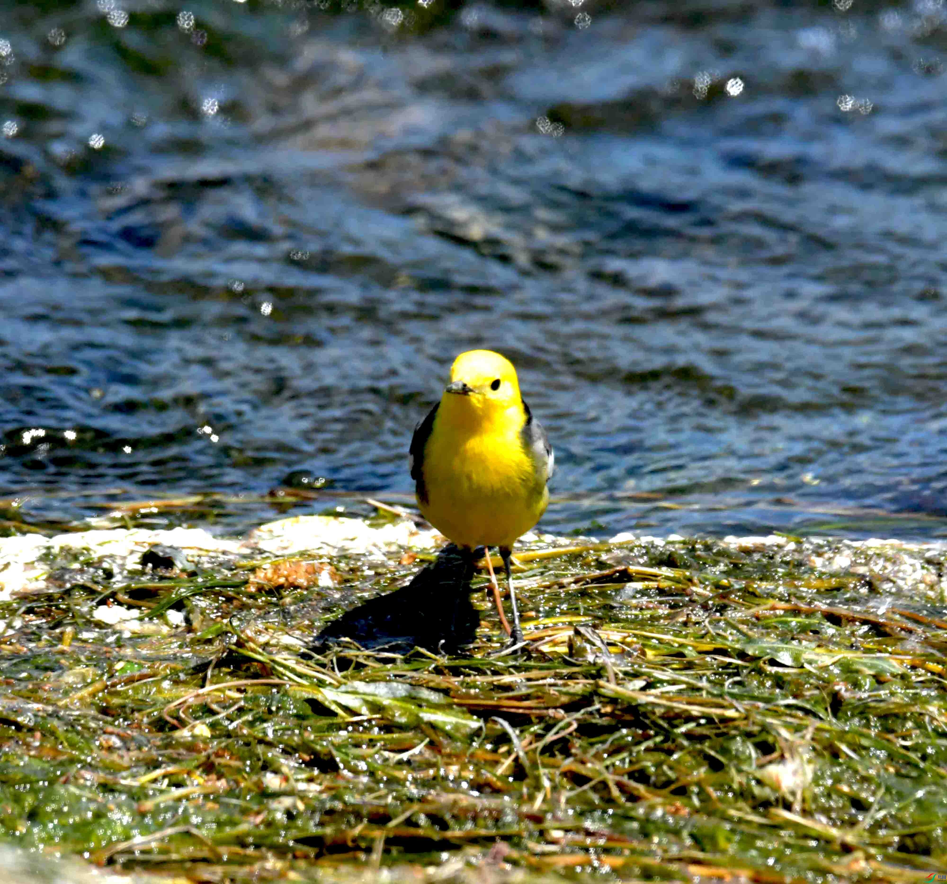 DSC_0126.JPG