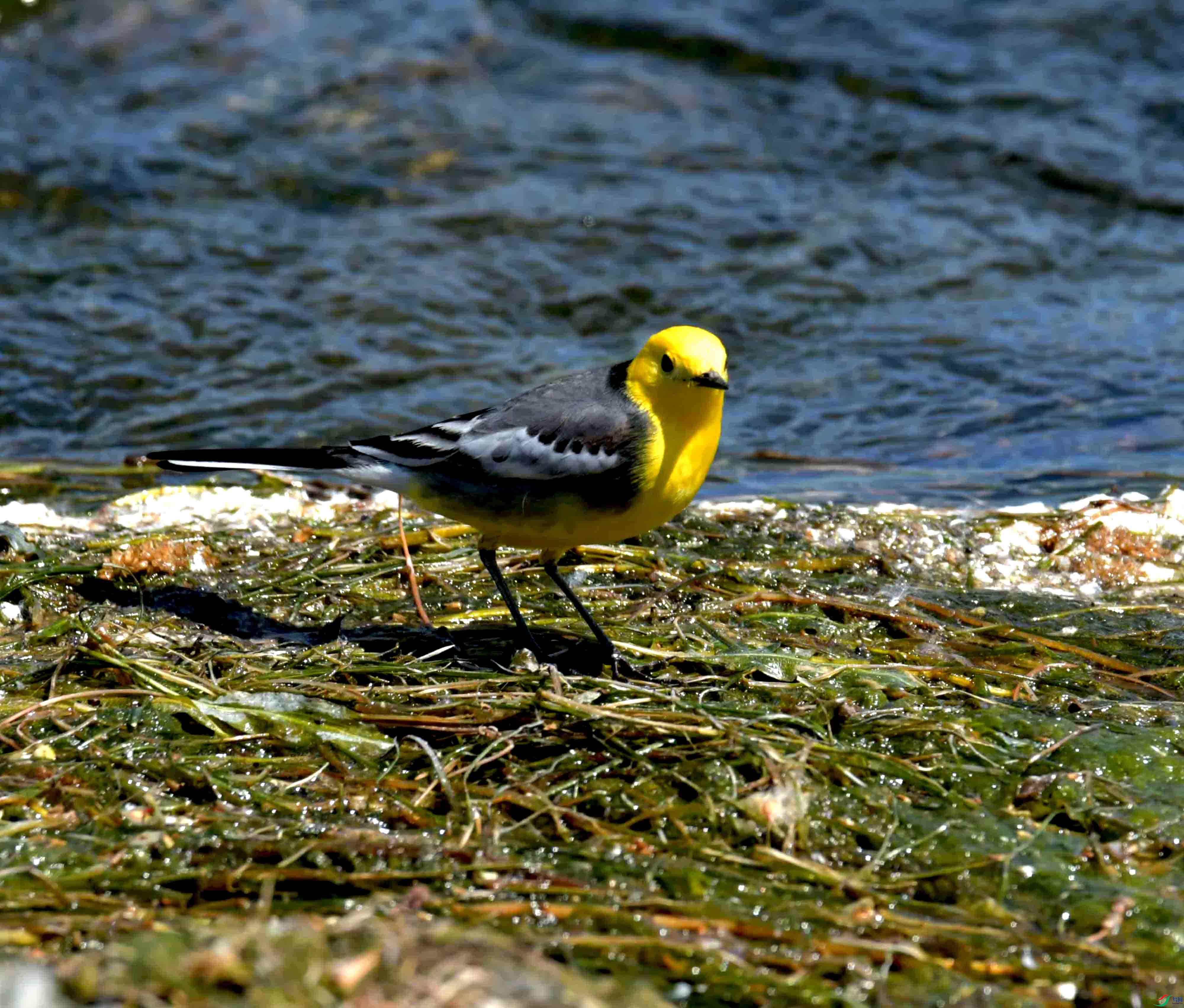 DSC_0132.JPG