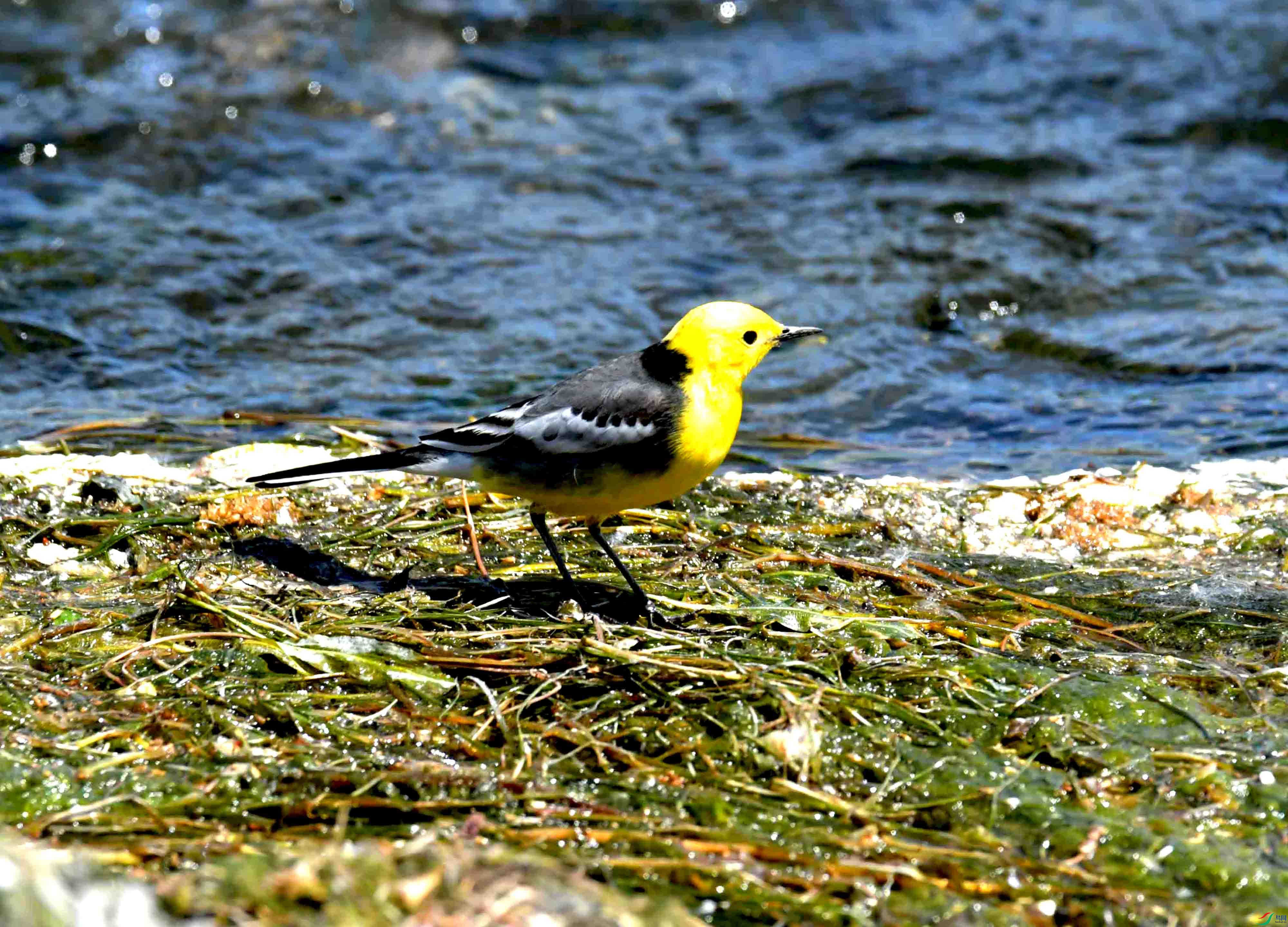 DSC_0133.JPG