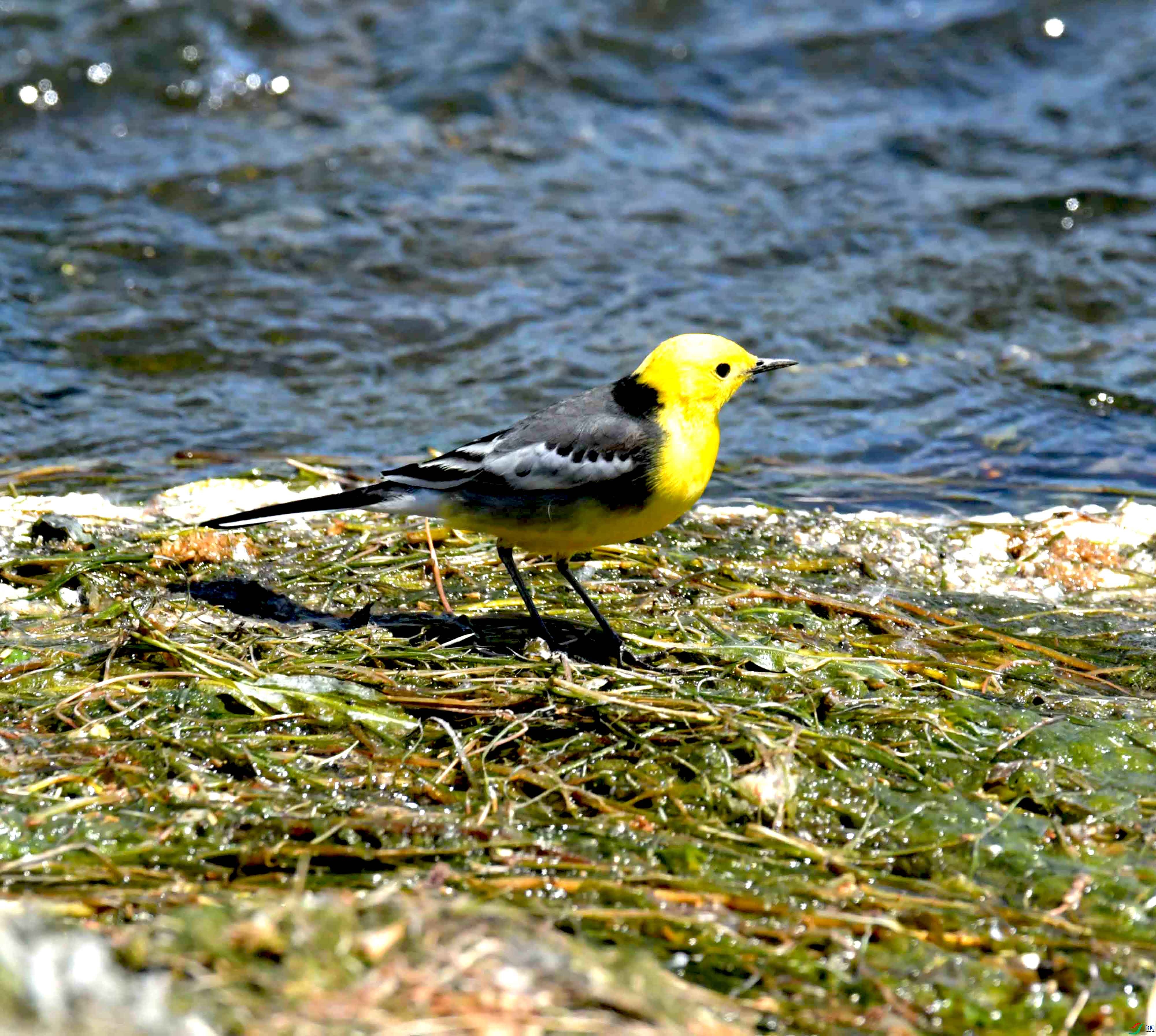 DSC_0134.JPG