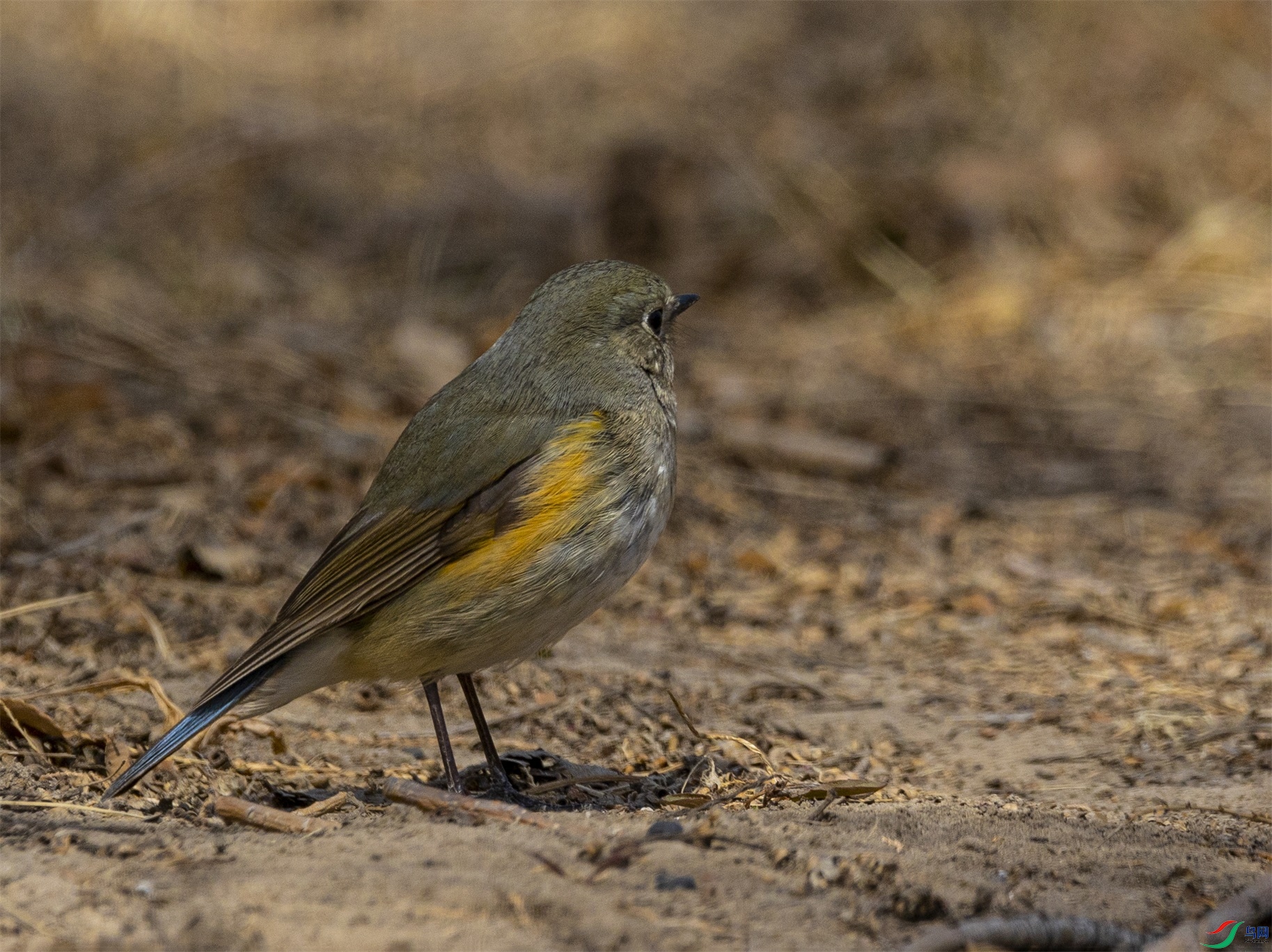 1K3A3445 ����1.jpg