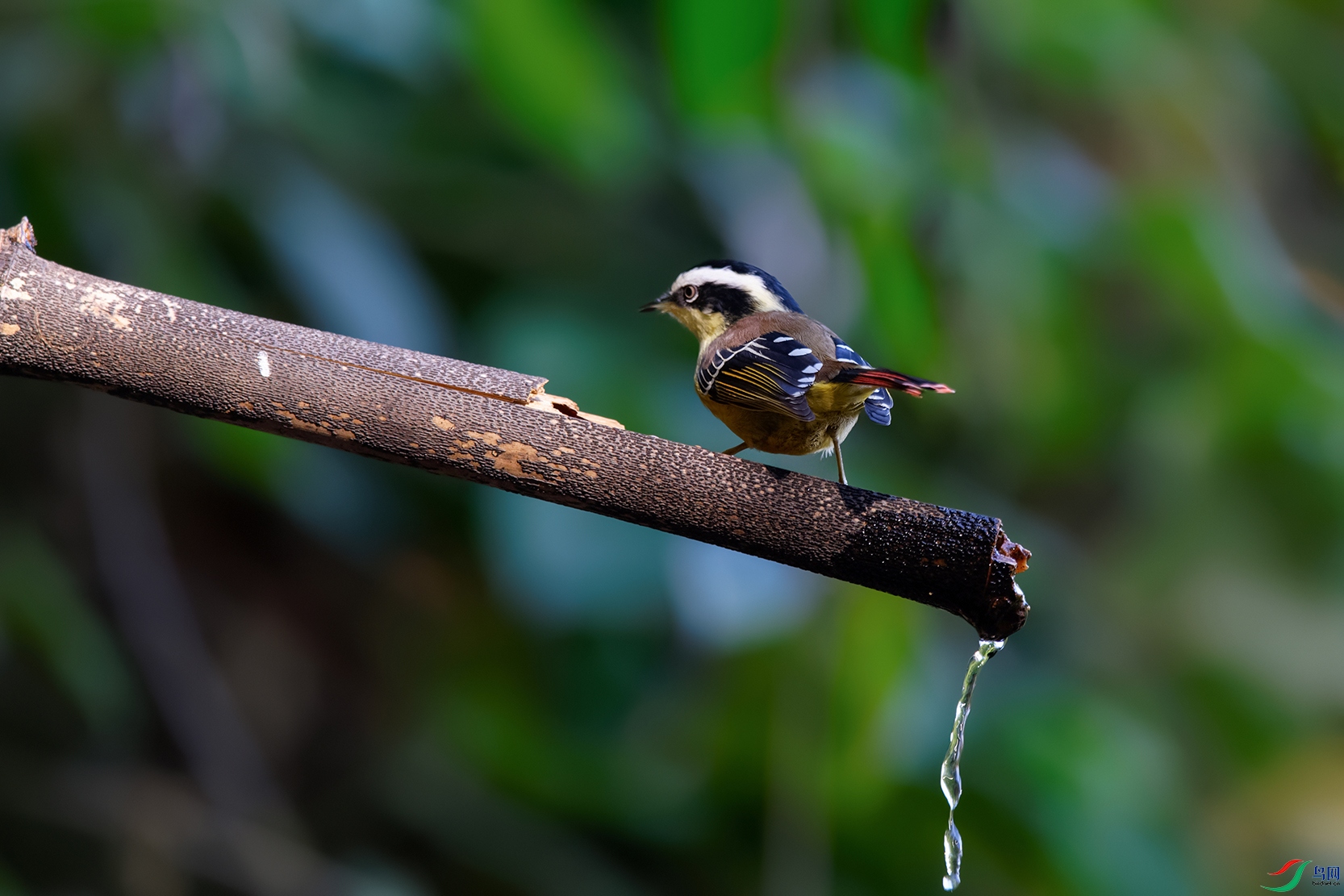 DSC_1818_DxOa.jpg