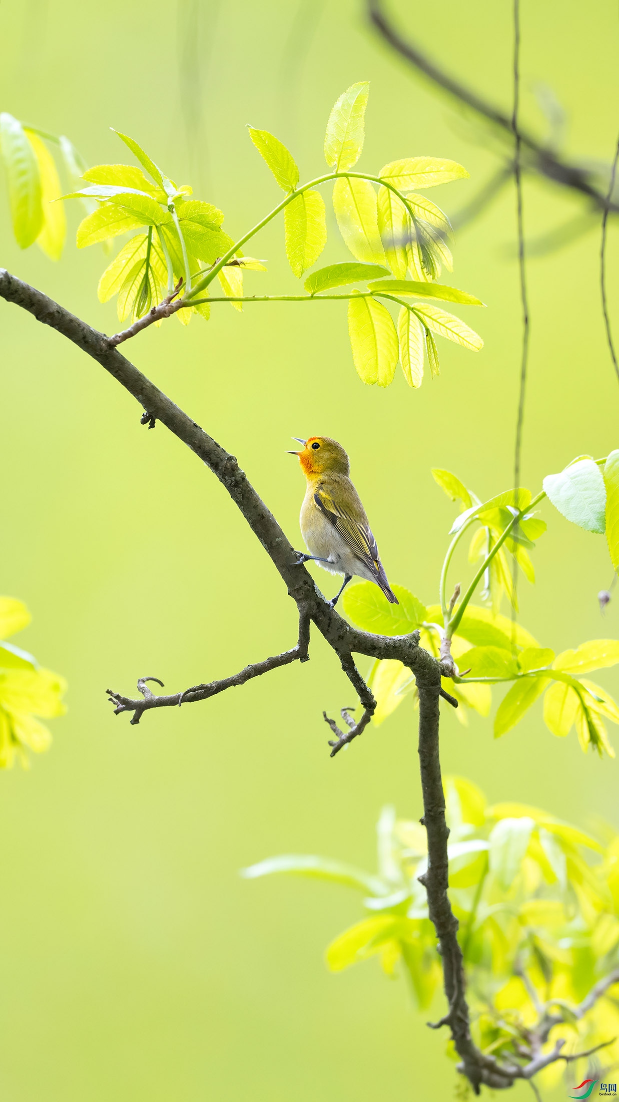 DSC_7091-DeNoiseAI.jpg