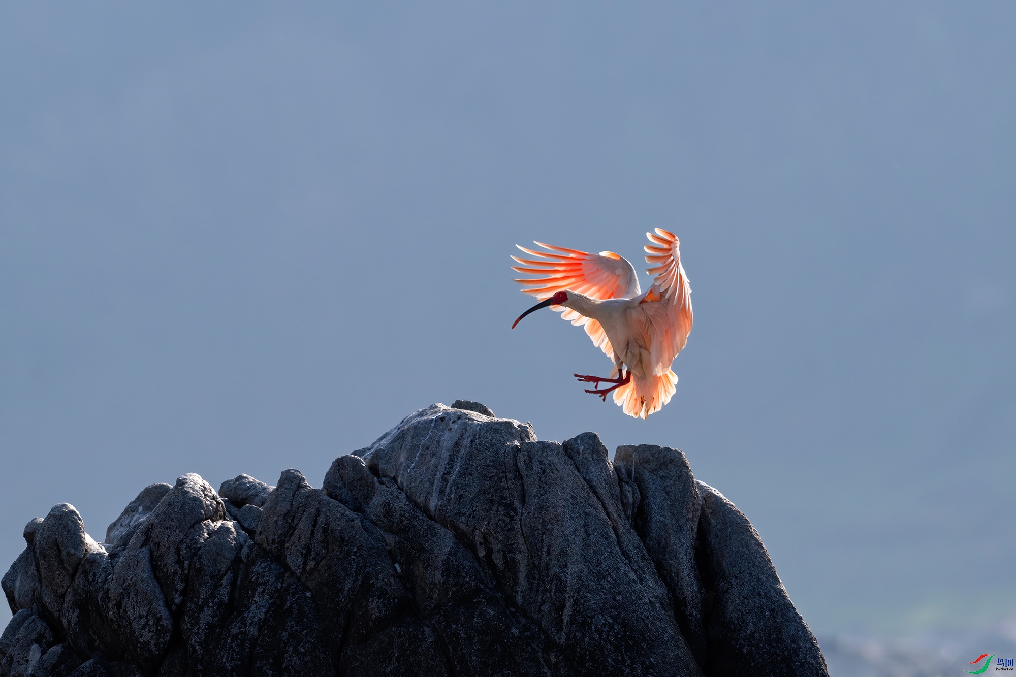 DSC_2020-DeNoiseAI.jpg