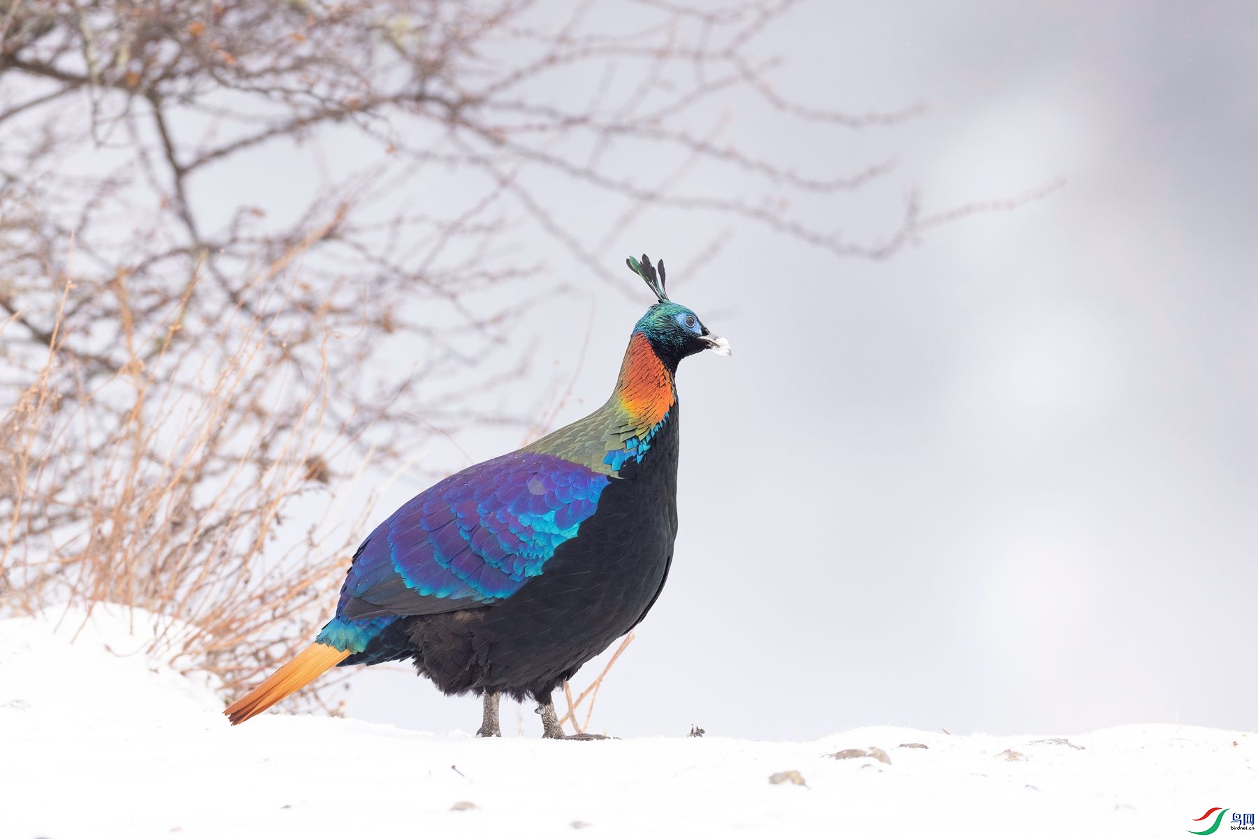 ��β����