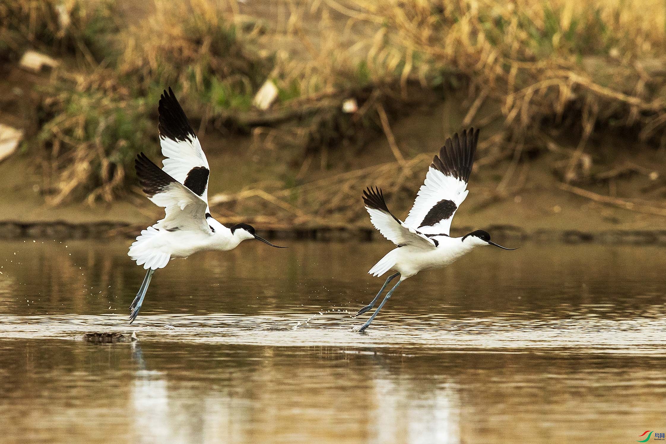 IMGL3582.jpgb1.jpg