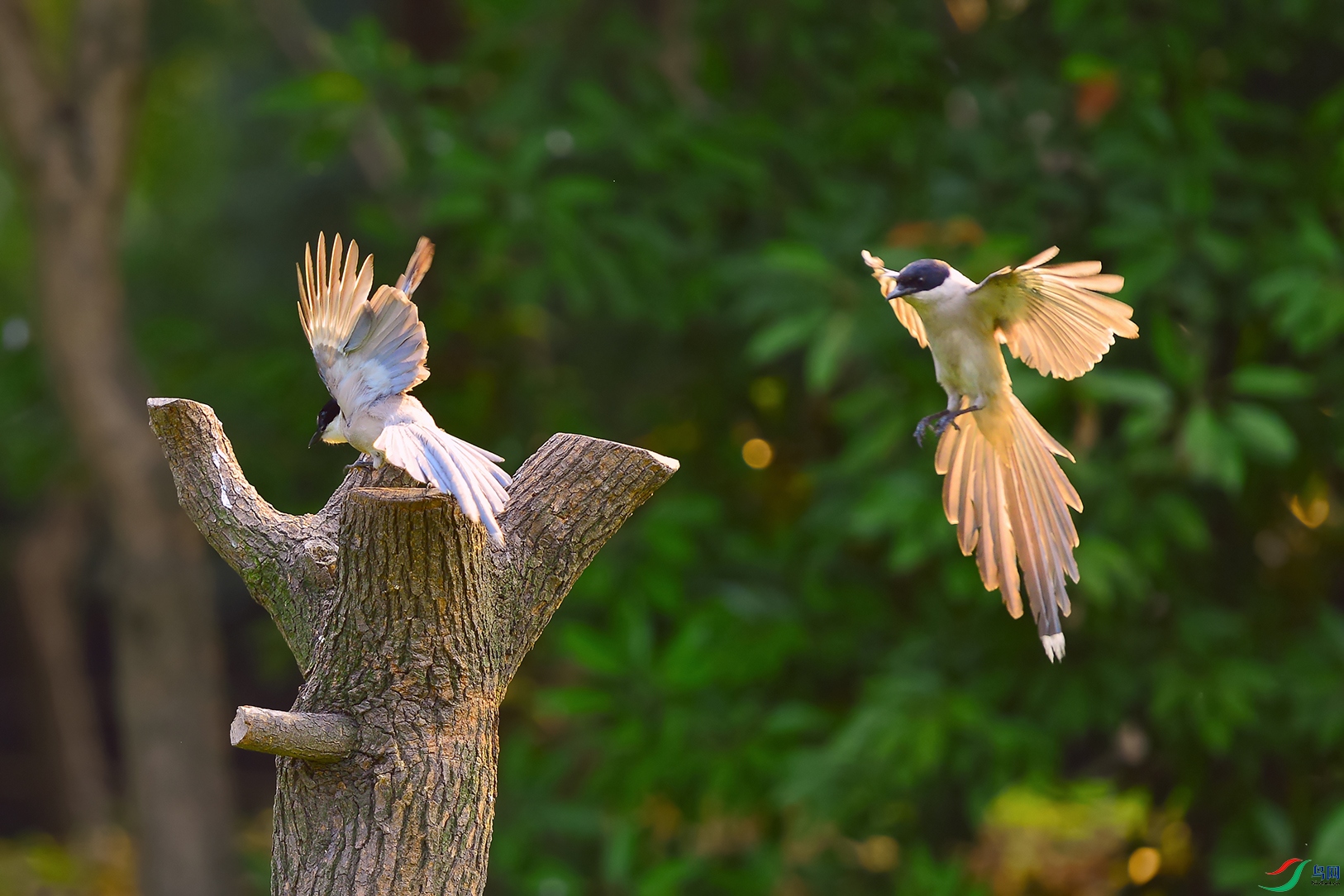 DSC_4337_DxOa.jpg