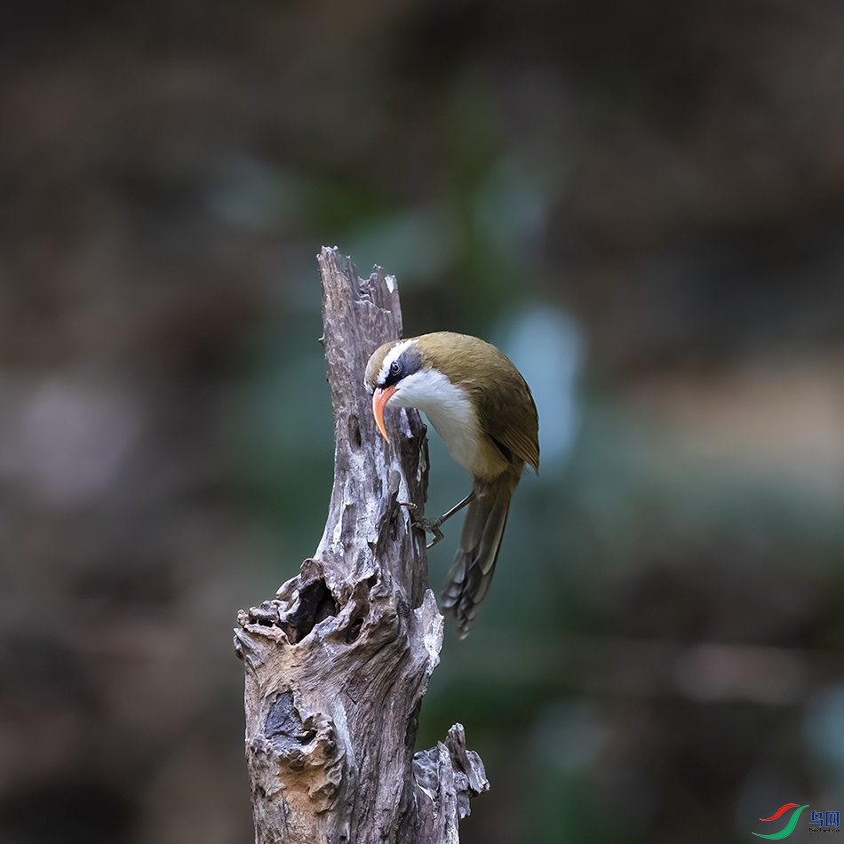 A46I1362 ����.jpg22.jpg