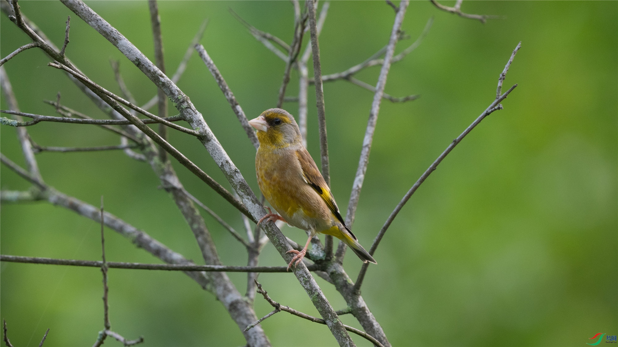 SZD_6235_����.jpg