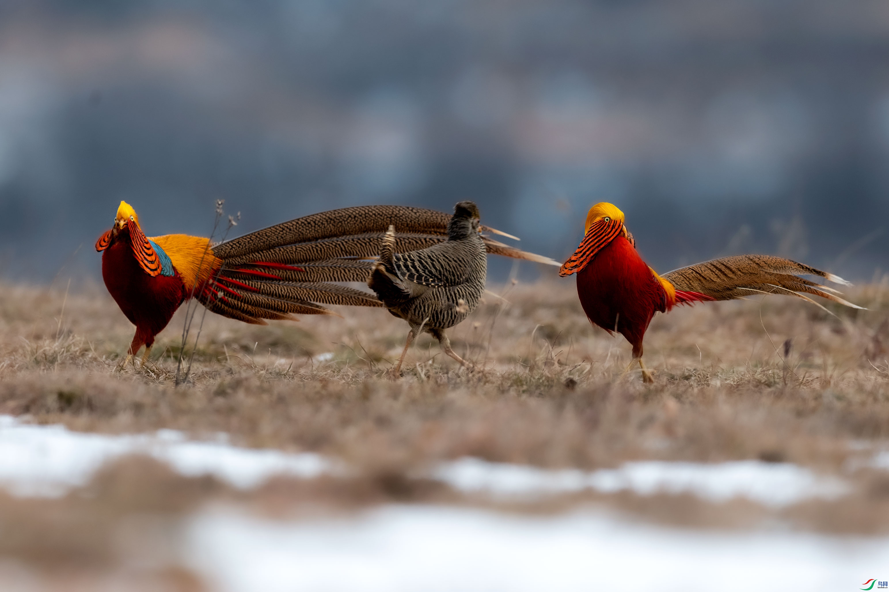 AAE_7936-2.jpg