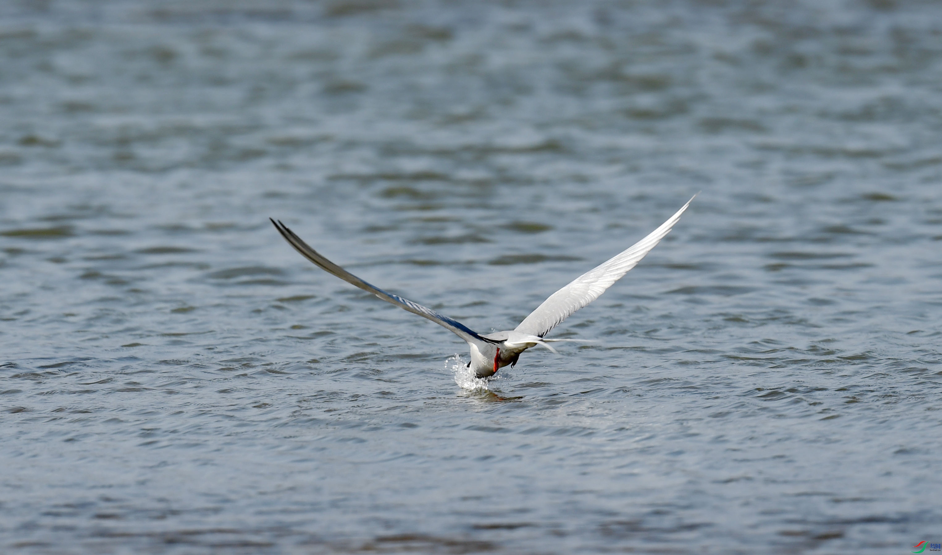 4��ʳ�еĺ���Ÿ (3).JPG