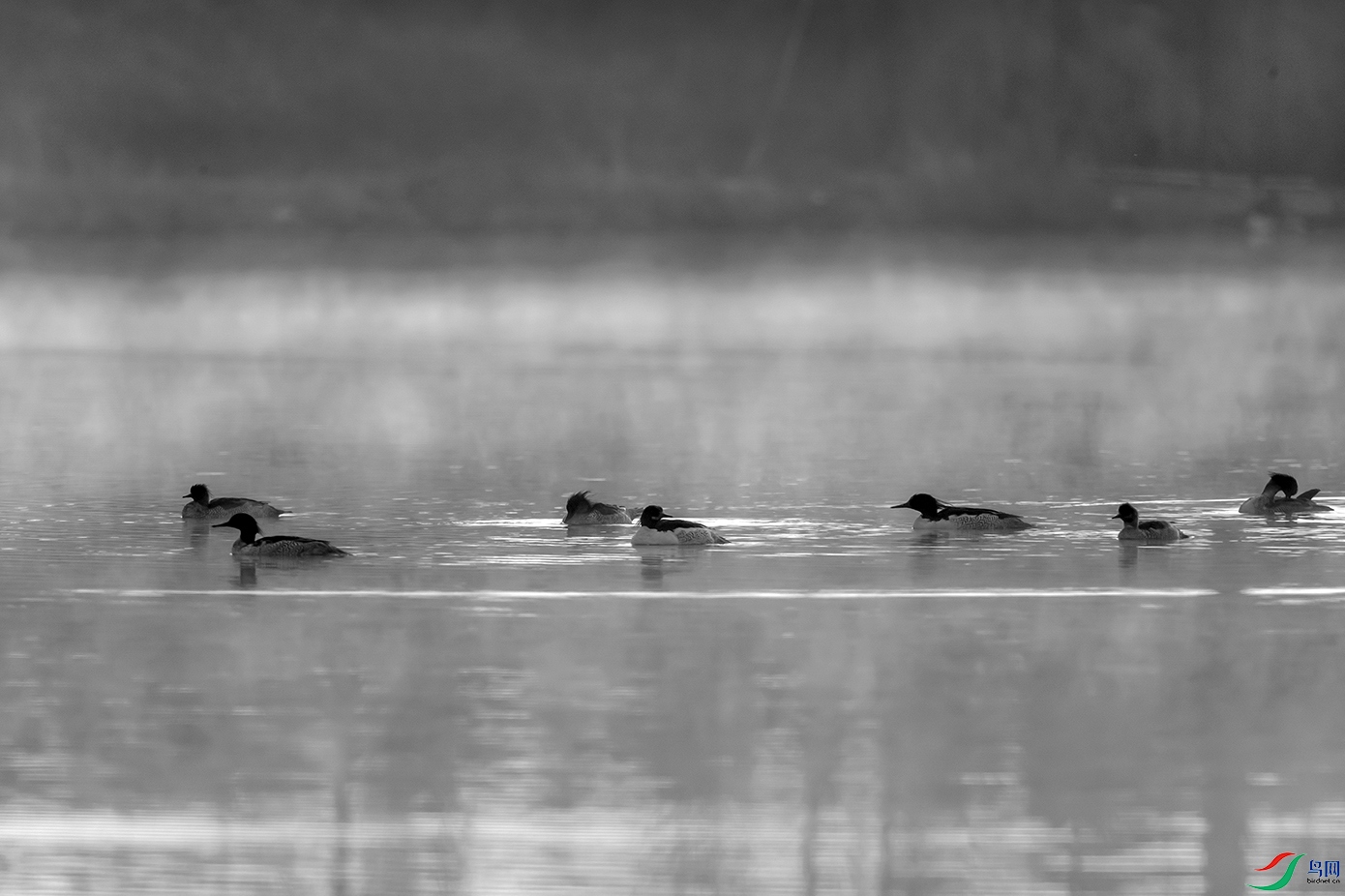 _DSC1037.jpg
