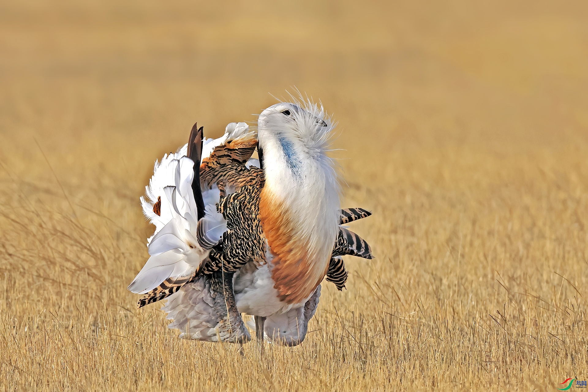 ���3861-2.jpg