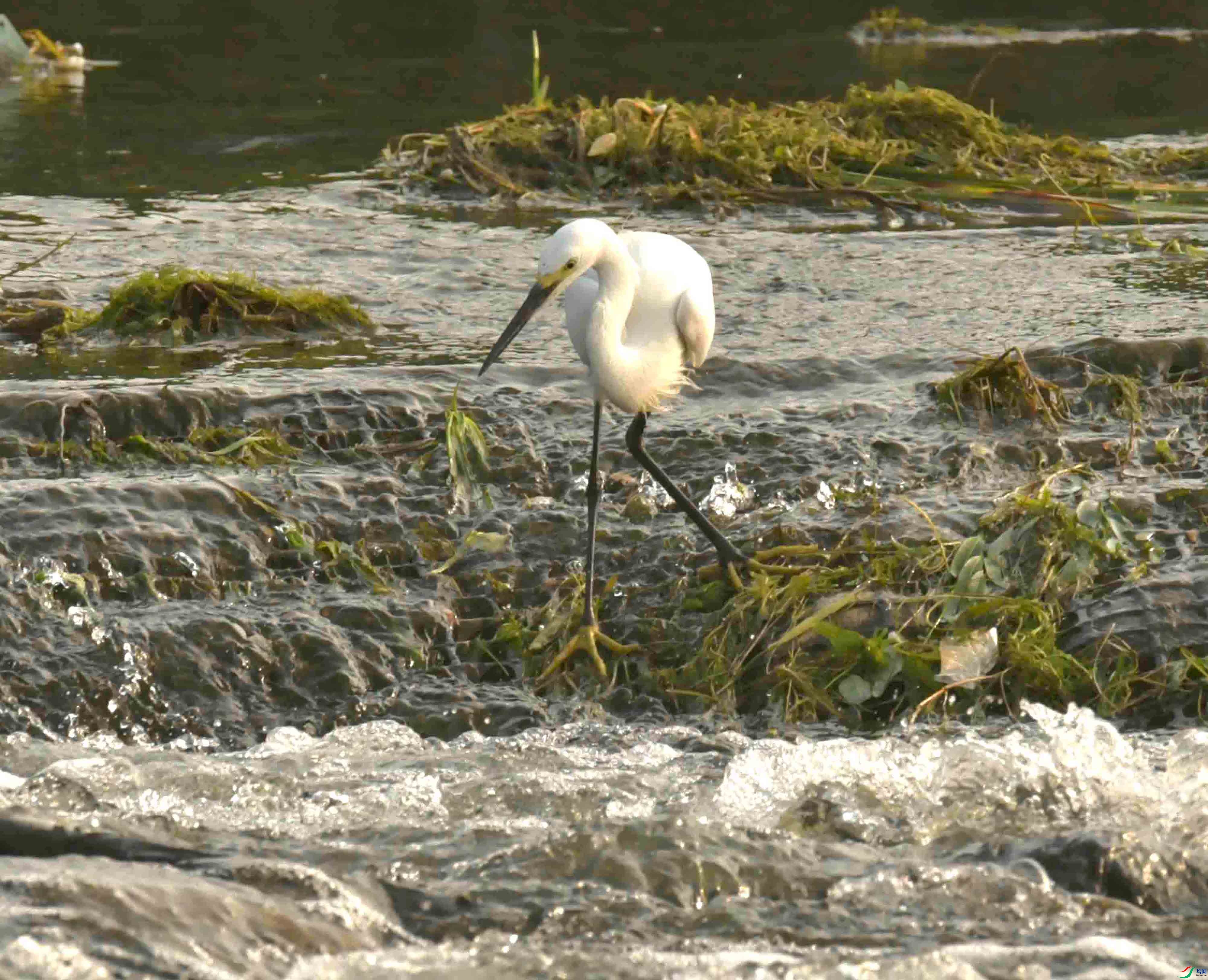 DSC_2386.JPG