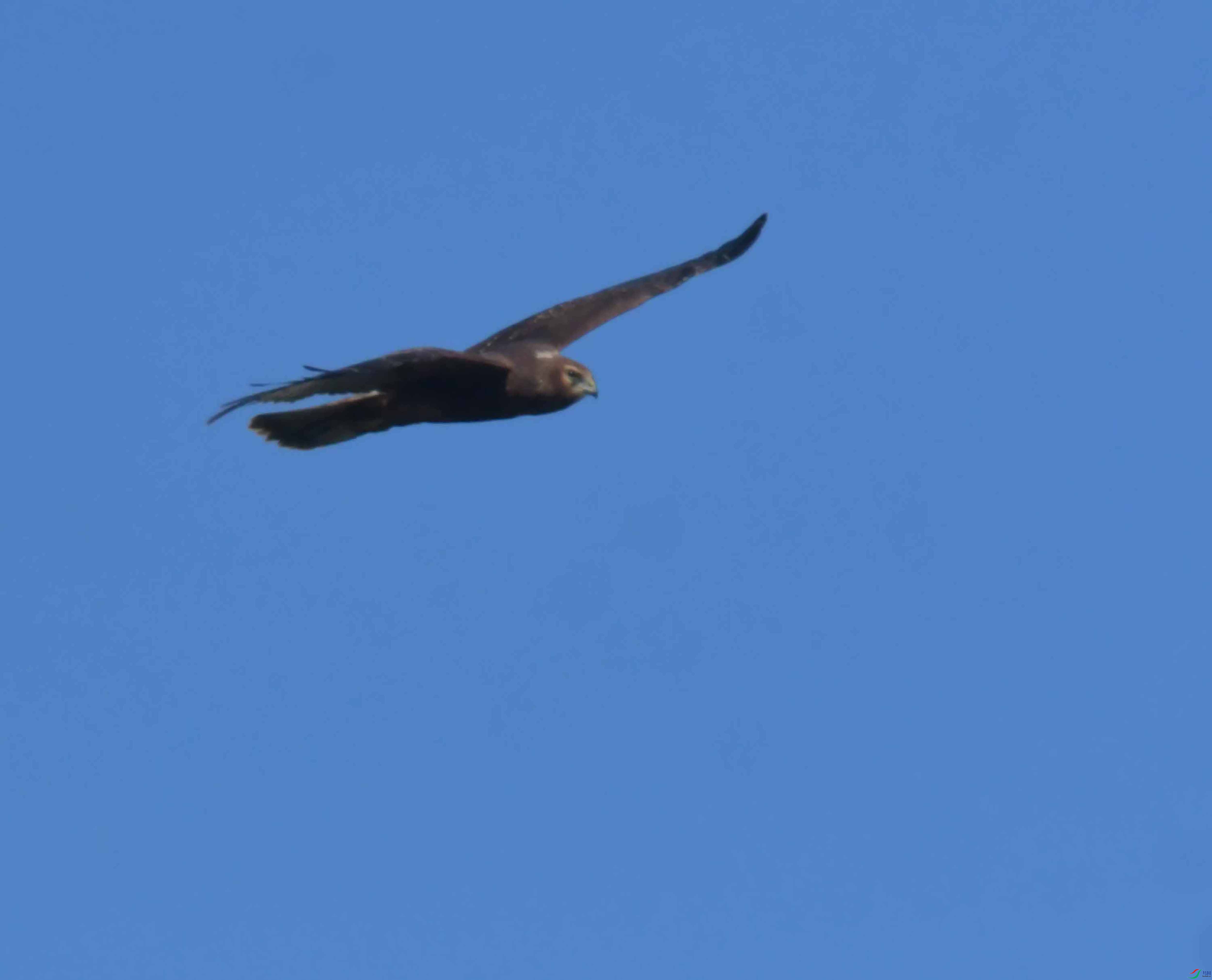 DSC_4225.JPG