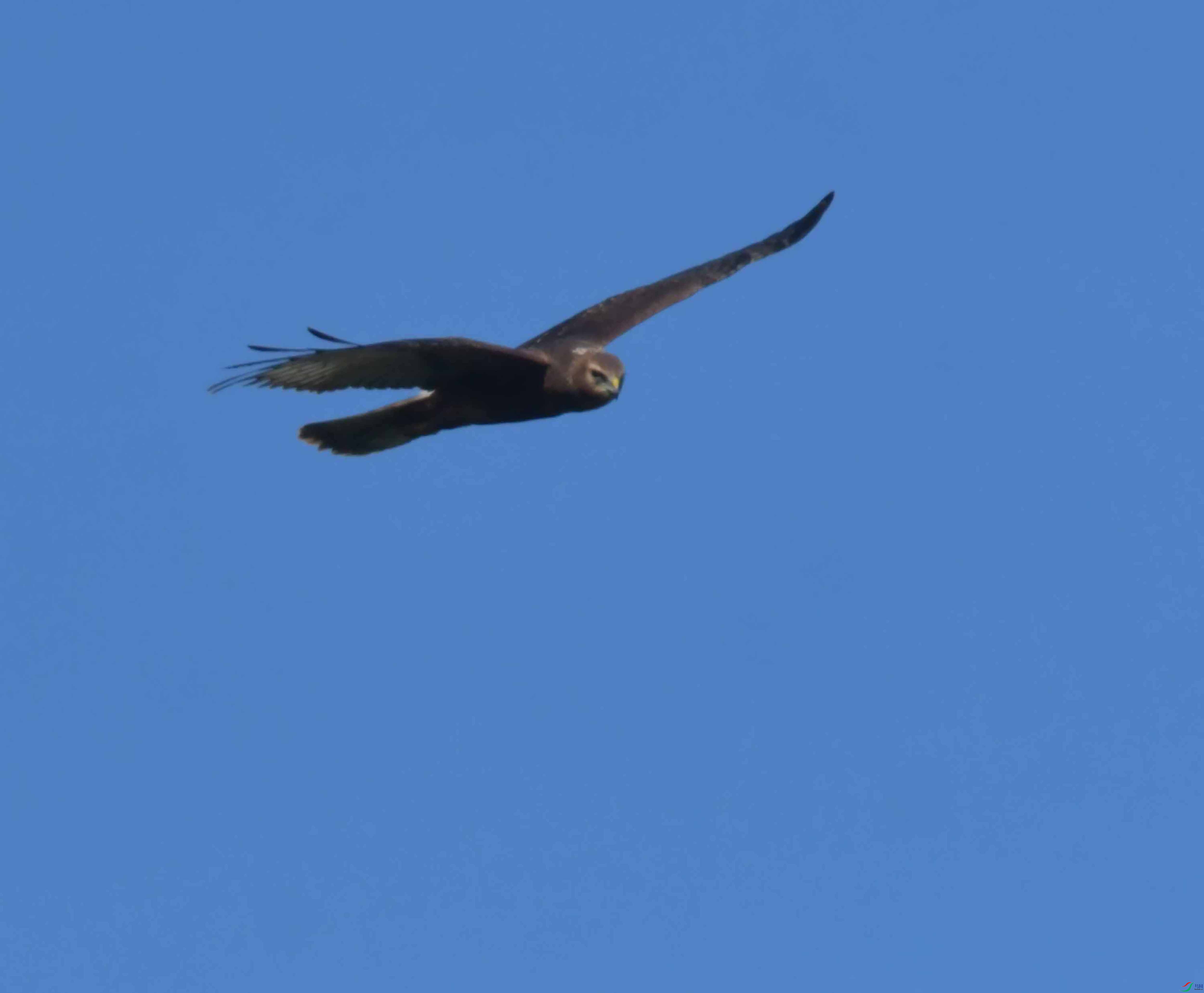 DSC_4226.JPG