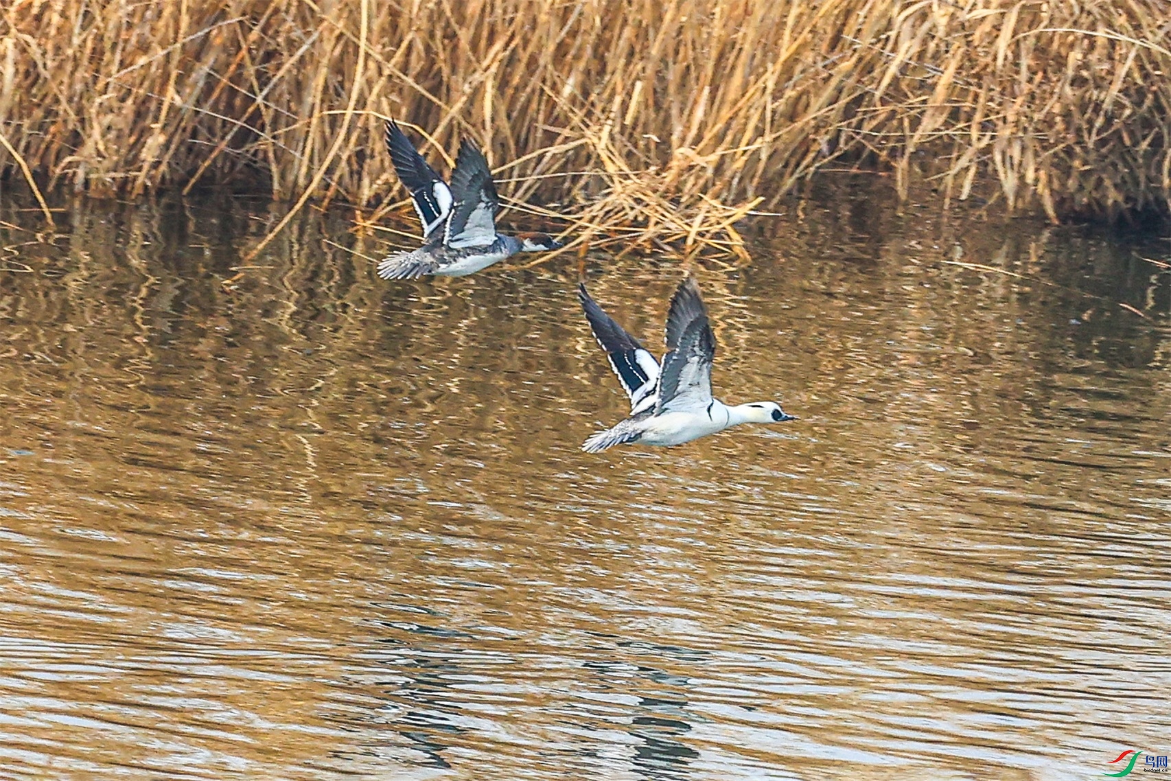 1K3A6550 ����1.jpg