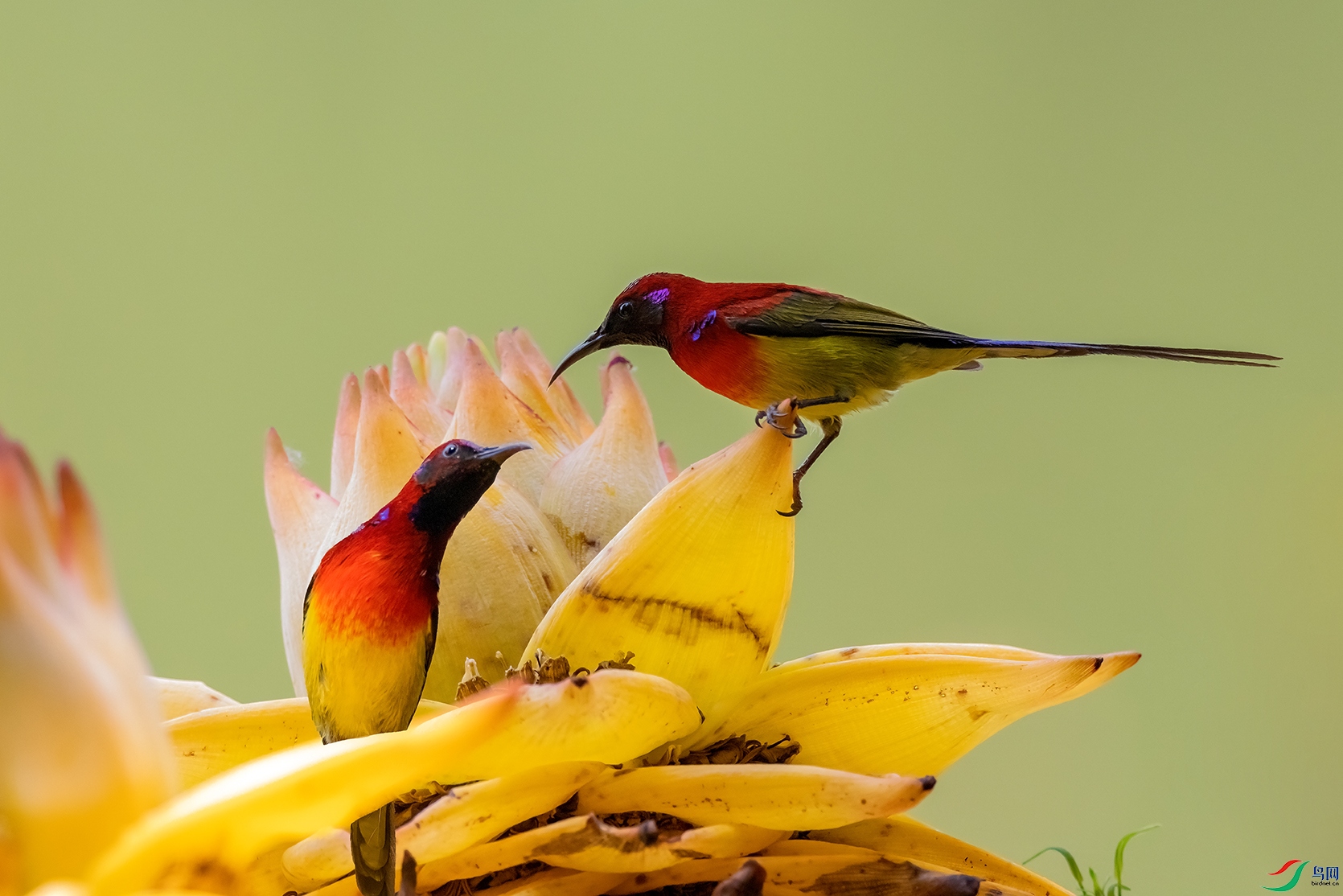 ����̫����