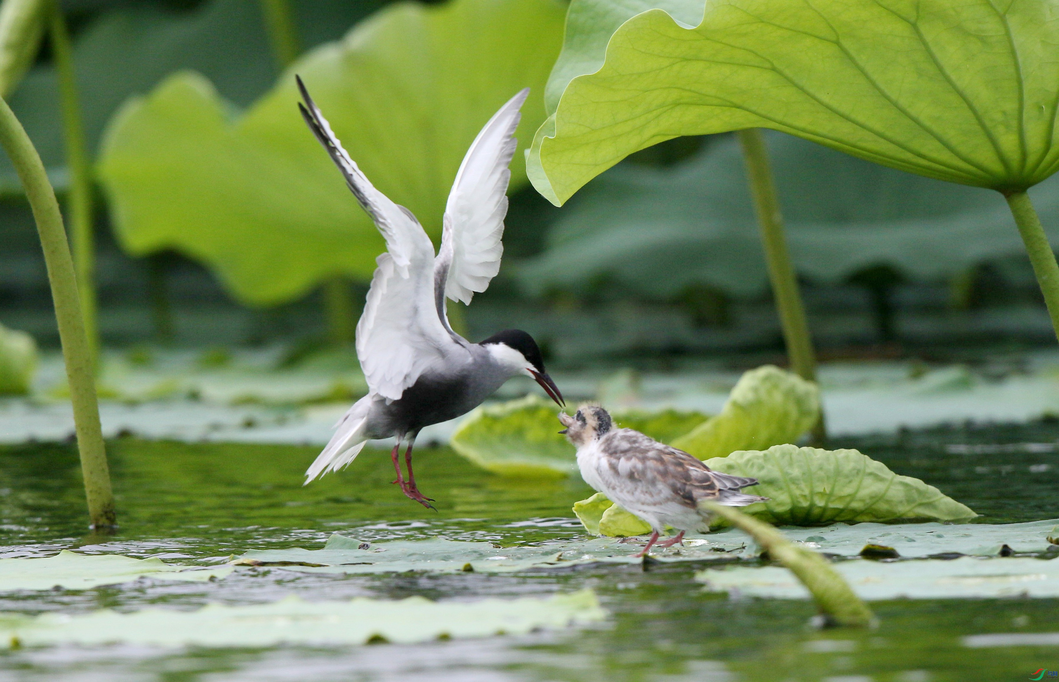 H46R6682_����.jpg