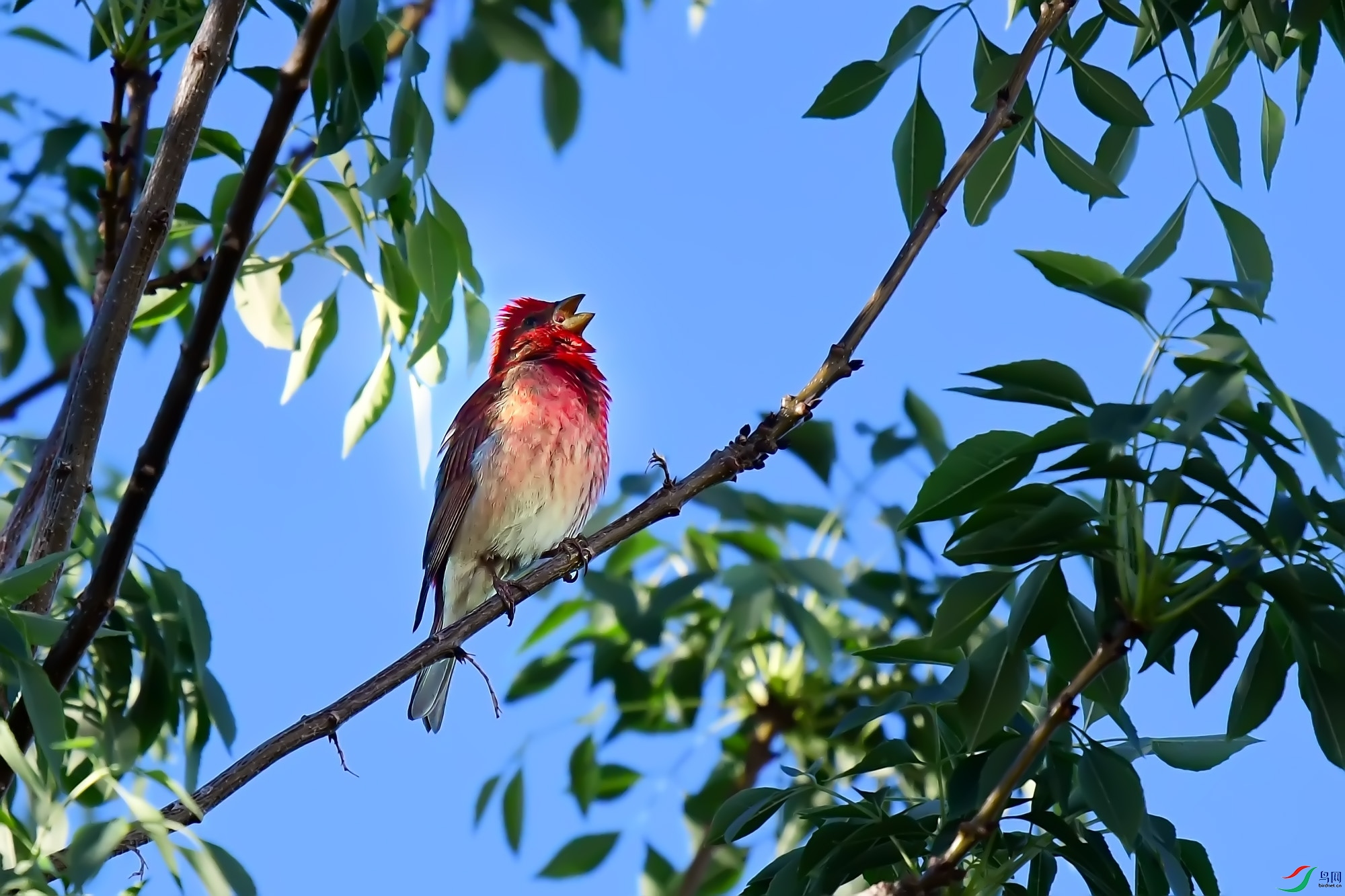 DSC_2642.jpg