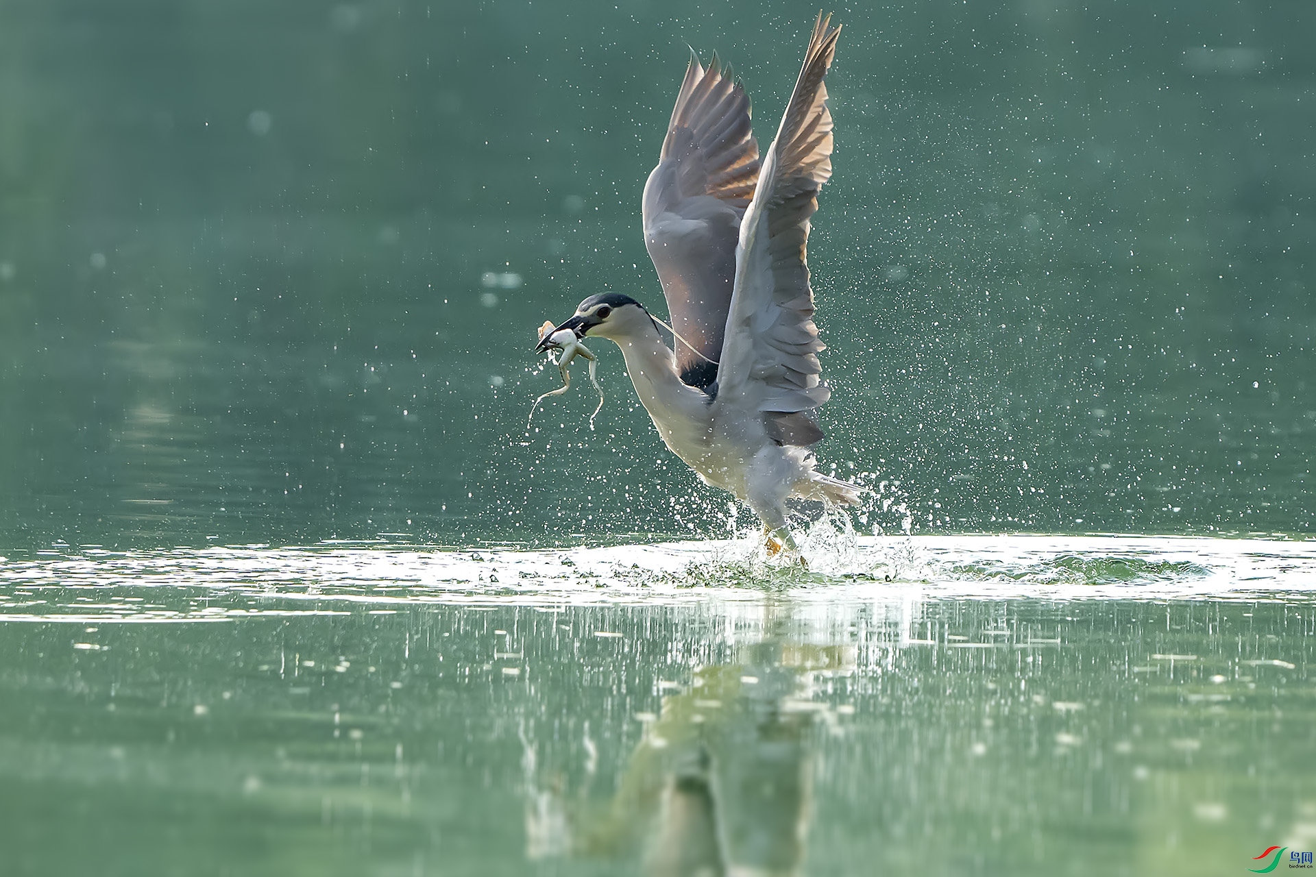 DSC01152 ����.jpg