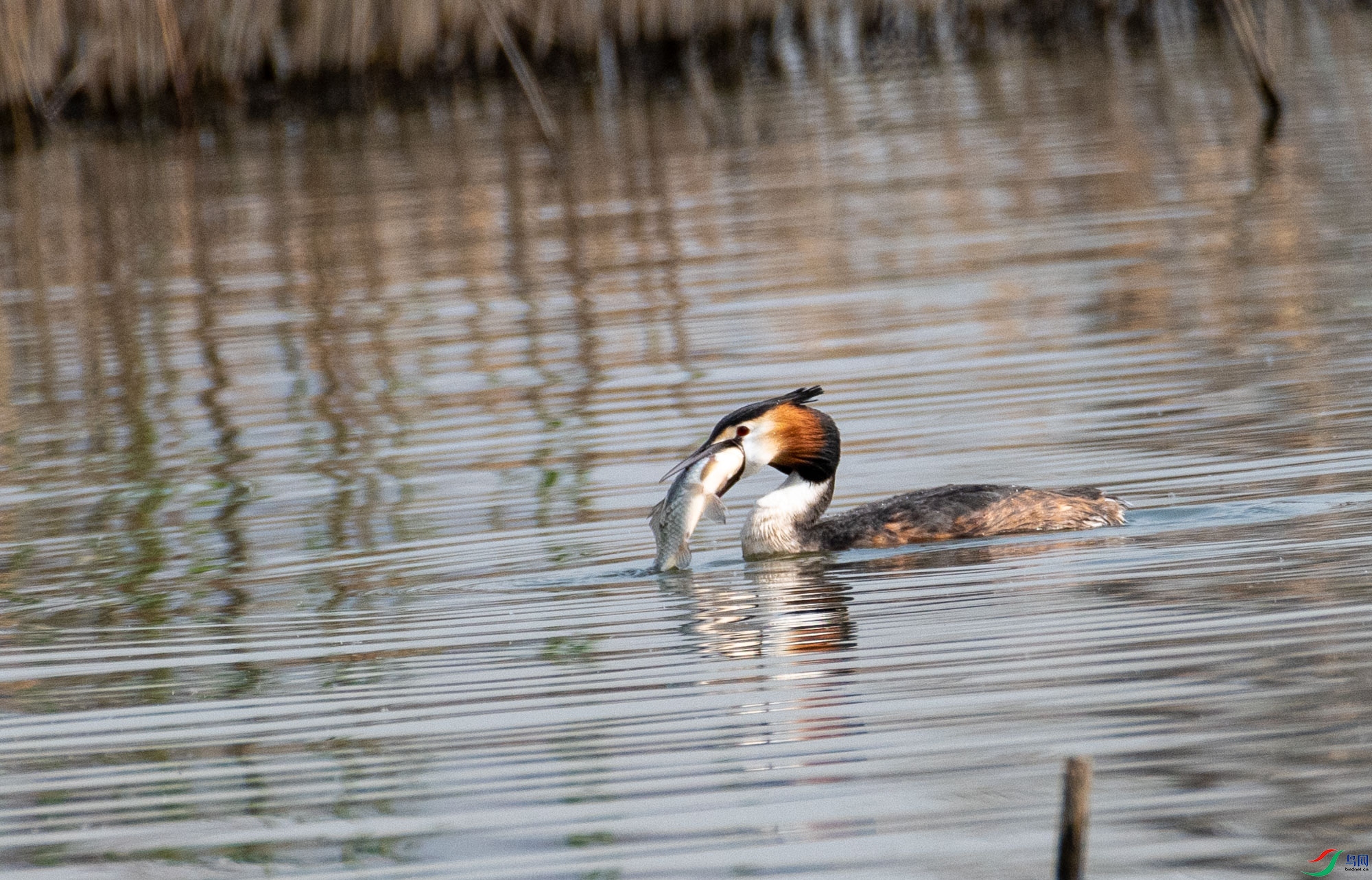 DSC_8647.jpg