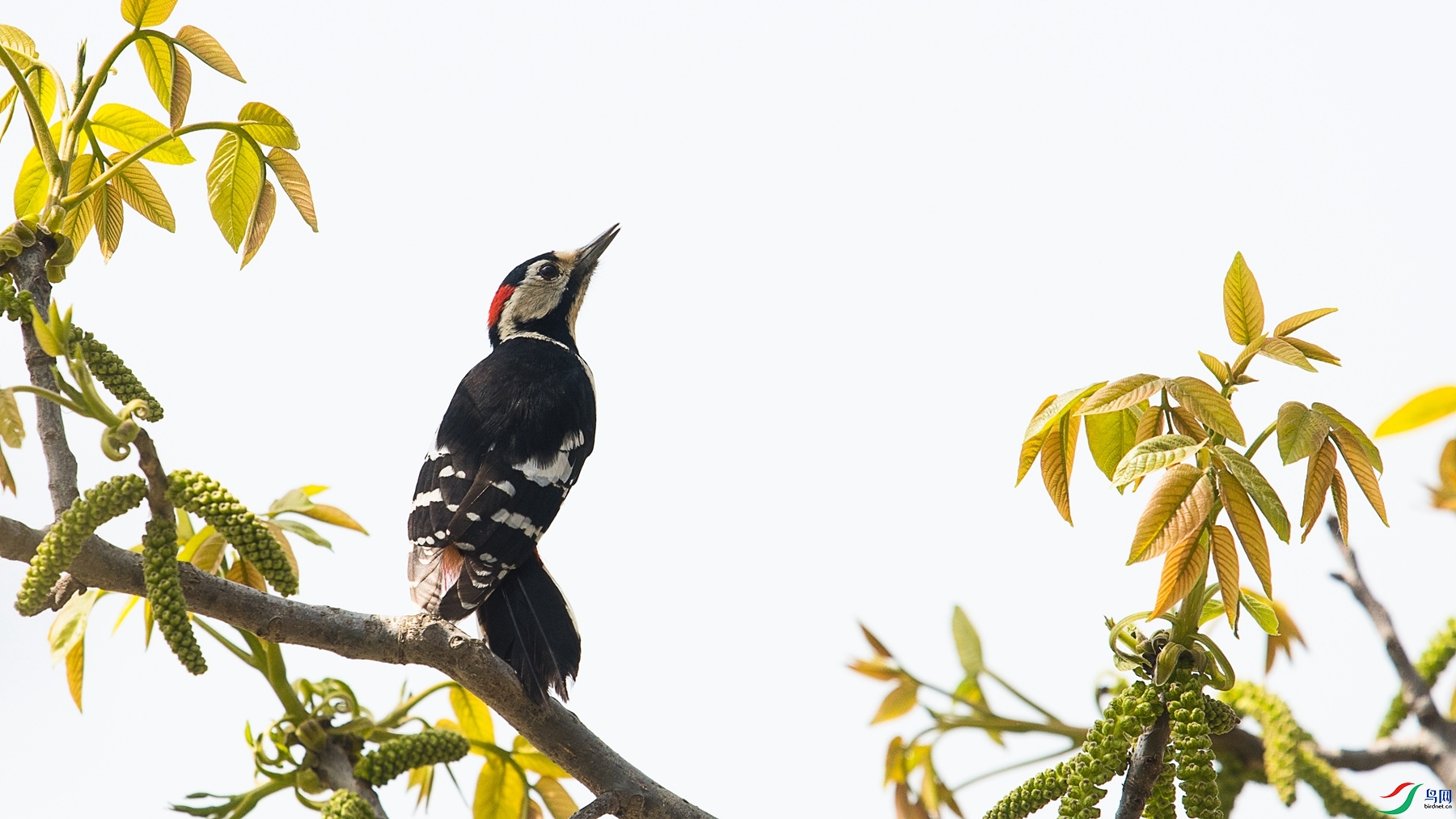 DSC_8692 - ����.jpg