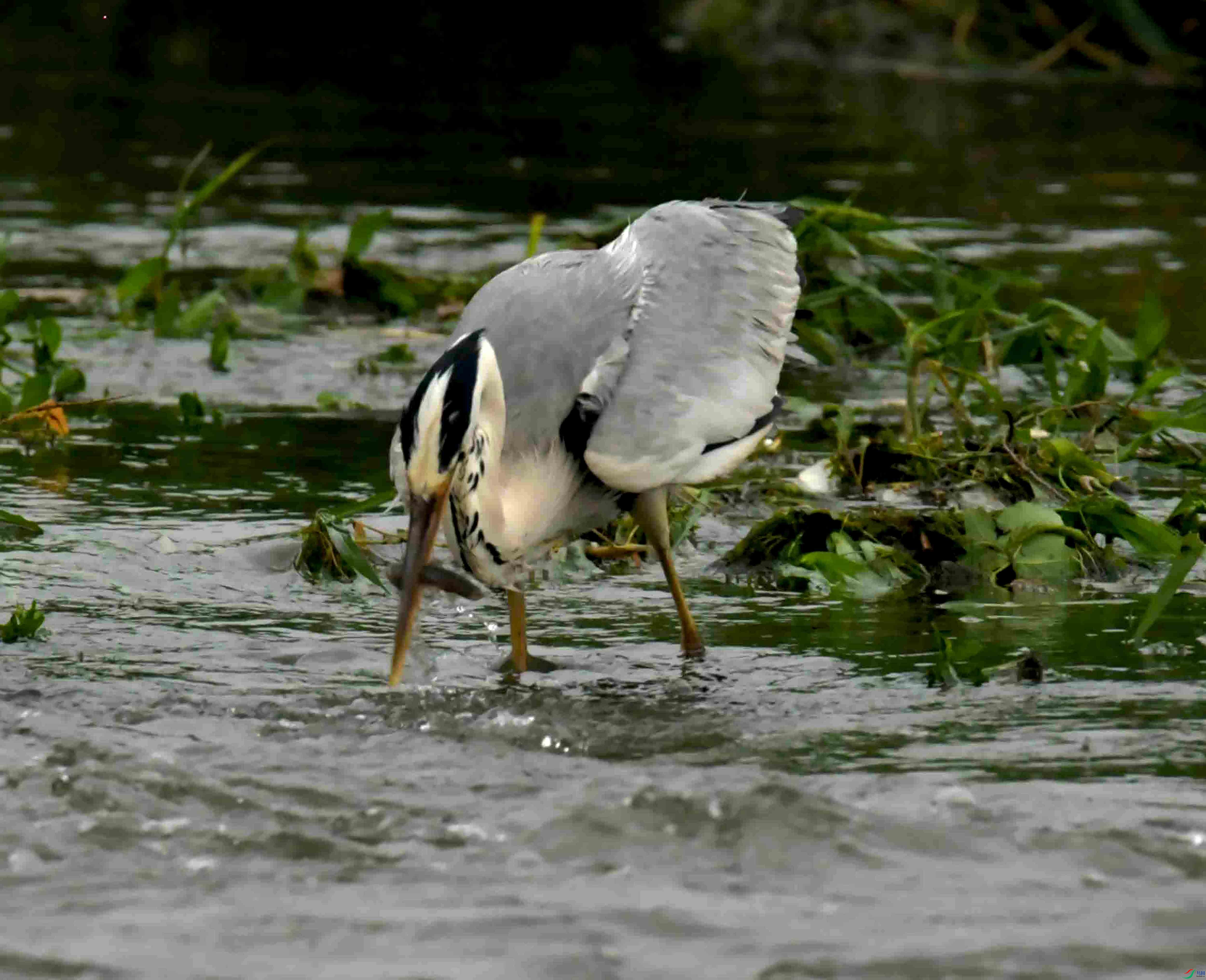 DSC_1455.JPG