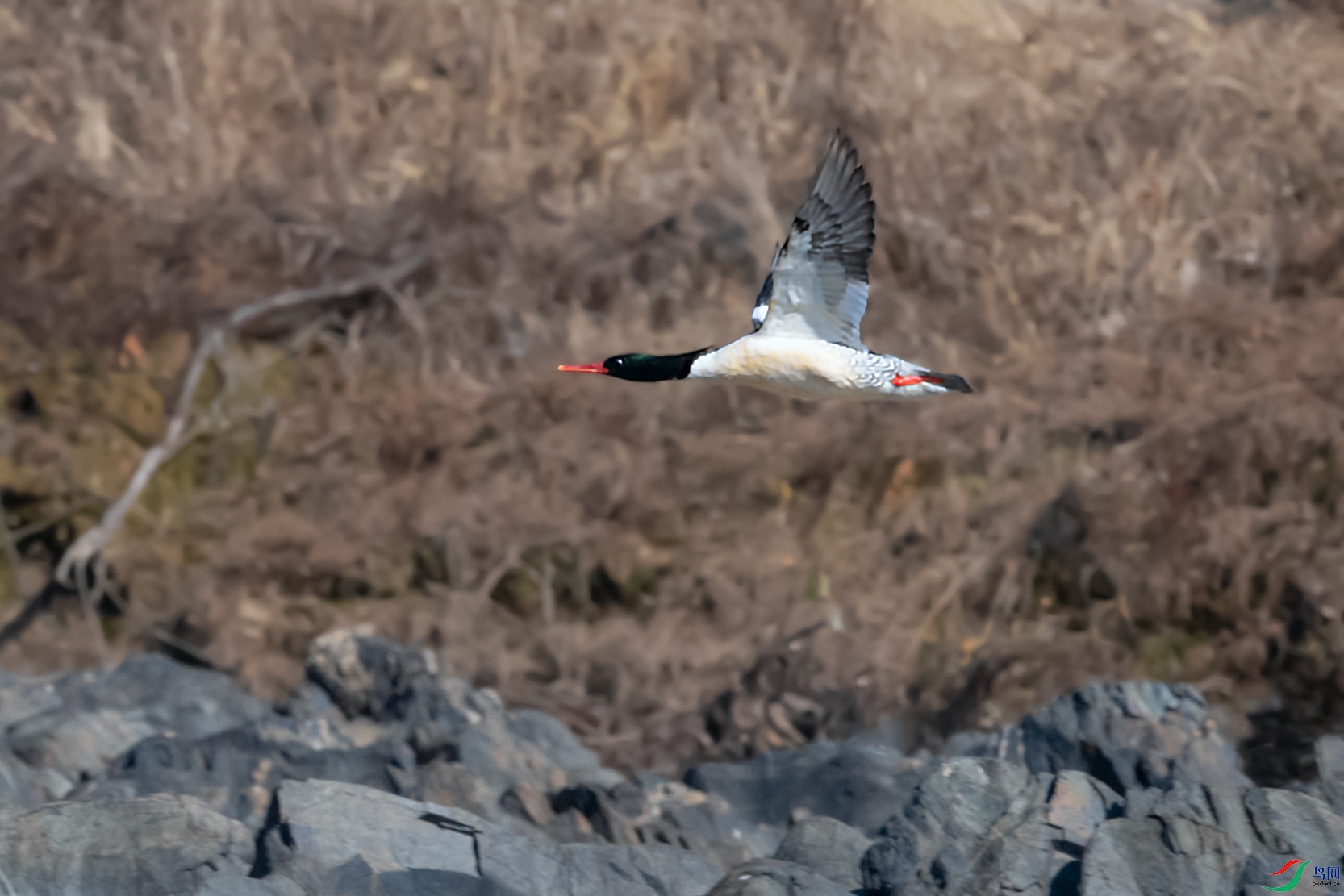 1DSC_8292_DxOa.jpg